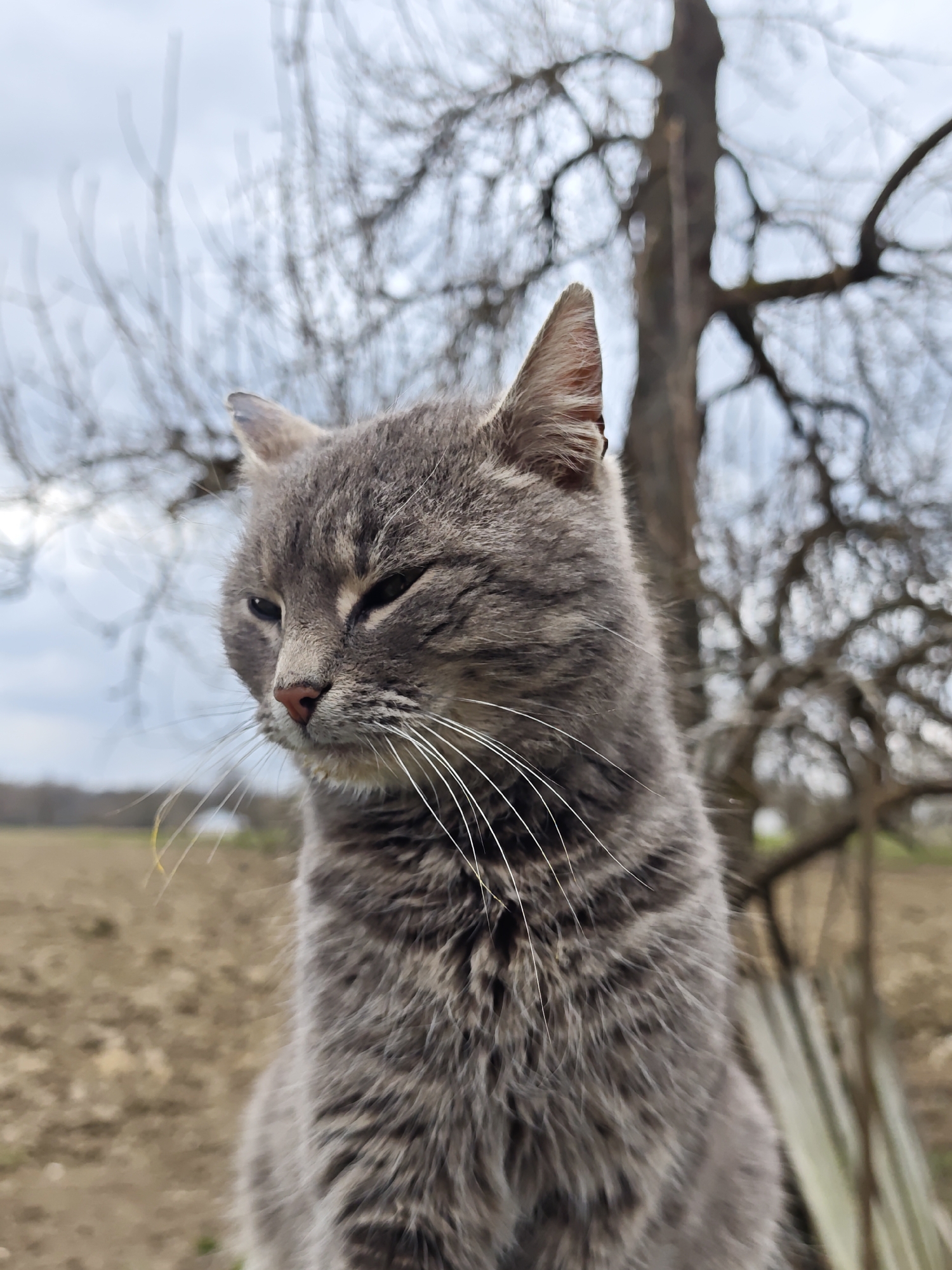 A gray tabby cat is in focus, positioned in the foreground. It has white whiskers and a pink nose. The cat is sitting with its body facing slightly to the left. Its eyes are partially closed.
The background features a blurred, overcast sky and the branches of a bare tree. To the left of the cat, there is a field with brown, tilled soil.
Based on the information provided, this image was taken in Parkhomivka, Ukraine.