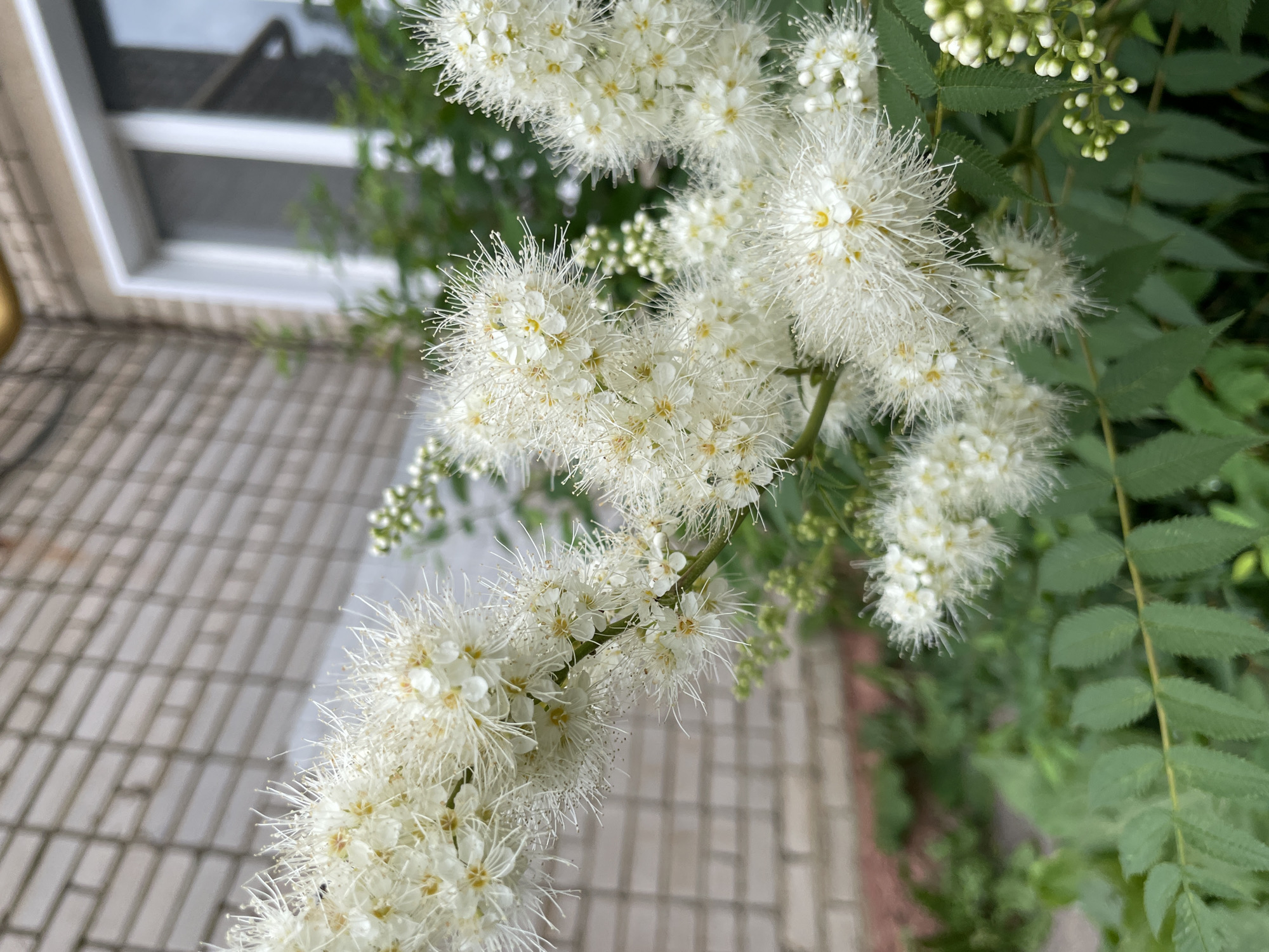 A close-up, vertical outdoor shot captures a branch of white flowers with feathery stamens and small yellow centers. The flowers are clustered densely on the branch, with some still in bud form. In the background, a light brown brick wall of a building is visible, along with a white-framed window. Green foliage is present in the foreground and background, suggesting a garden or natural setting adjacent to a building. The scene is set in Kirov, Russia. No people or animals are present.