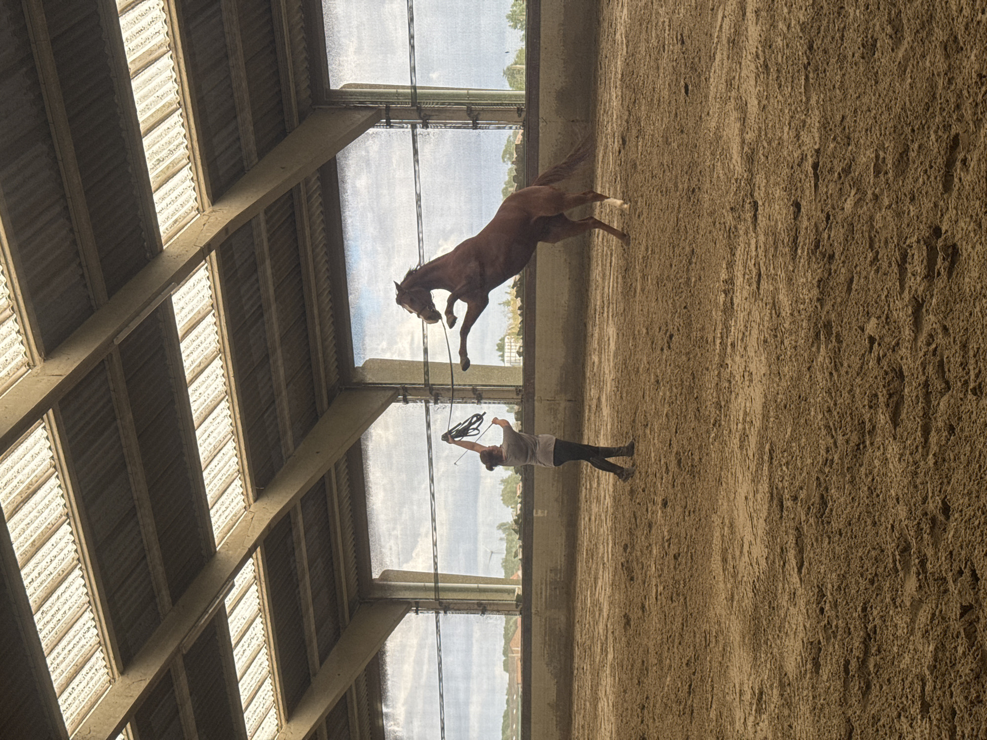 An adult female is engaged in ground training with a chestnut or bay horse inside an indoor equestrian arena in Estaimpuis, Belgium. The horse is captured mid-rear, standing dynamically on its hind legs with its front hooves lifted. The female, dressed in a grey t-shirt, dark trousers, and boots, stands facing the horse, holding a coiled lead rope or lunge line with both arms raised above her head. The arena floor consists of light brown, disturbed sand footing. The ceiling structure features concrete support beams and alternating sections of corrugated opaque panels and translucent skylight panels, providing natural illumination. Large windows along the far wall, partially obscured by a mesh or netting, offer a view of a cloudy sky, green foliage, and a distant wind turbine in the exterior landscape.