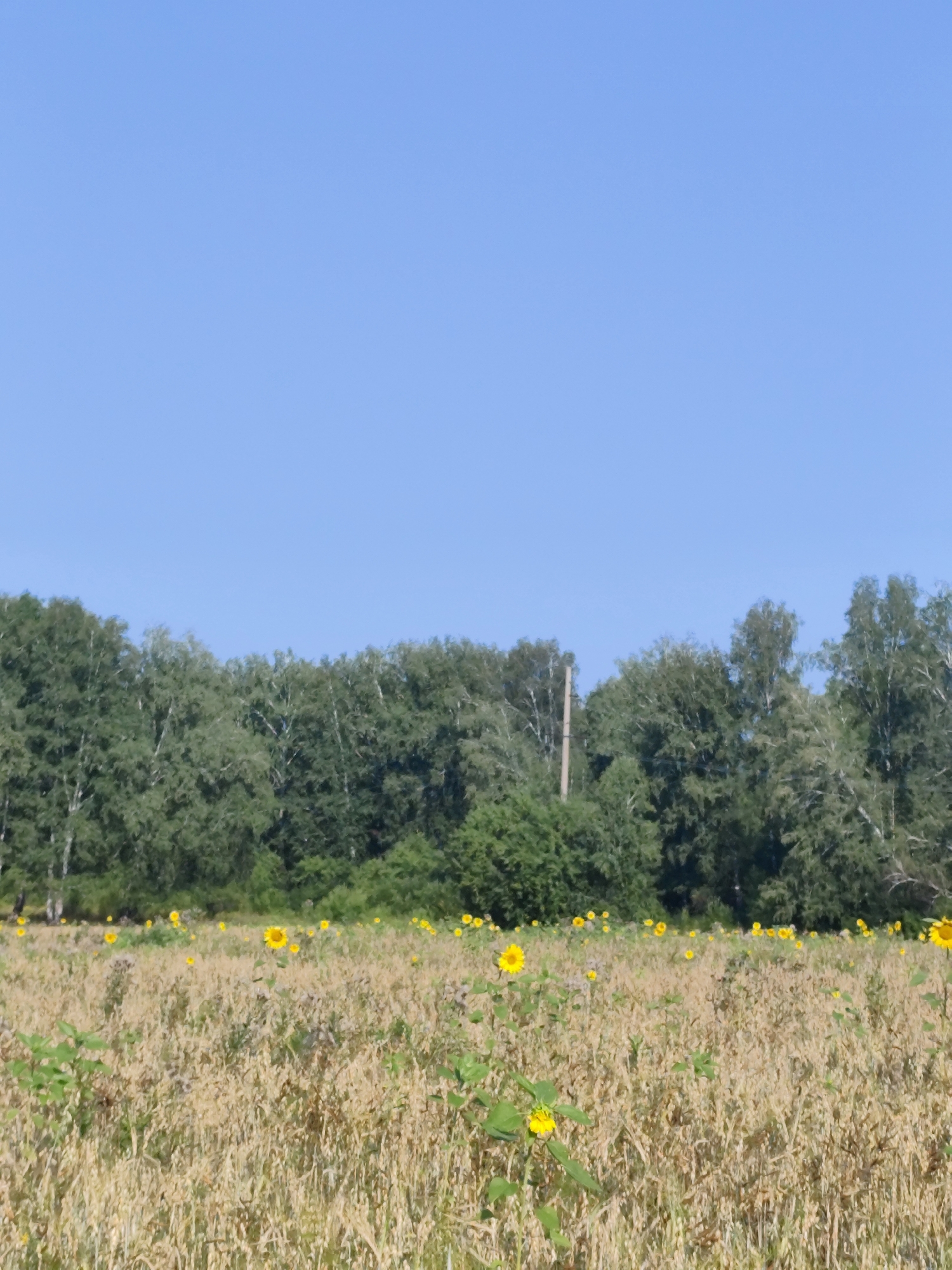 A wide, low-angle shot captures a sunlit field of dry grass and scattered sunflowers with a dense line of green trees in the background under a clear, bright blue sky. The field is dominated by dried, pale golden grass, with numerous small yellow sunflowers and some green leafy plants interspersed throughout. The trees at the back form a dark green, textured barrier, with hints of lighter foliage and some bare branches visible. A thin, light-colored pole or post stands vertically within the treeline on the left side of the image. The image appears to be a natural landscape scene, possibly on the outskirts of the city of Oktyabrskiy, Russia, given the common occurrence of fields and forests in the region. No people or animals are visible in the frame.