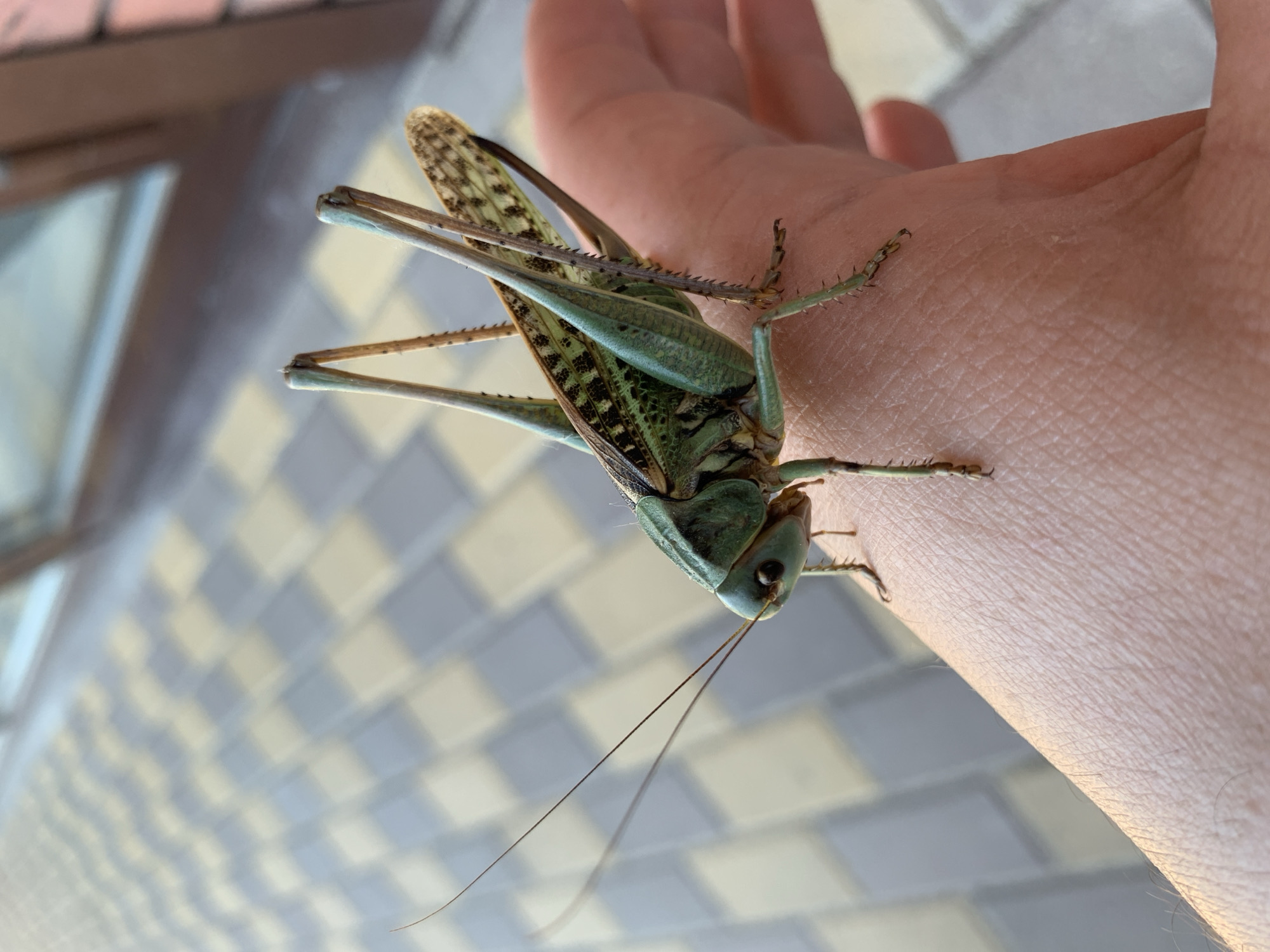 A green katydid is perched on a person's hand. The katydid is oriented with its head to the left and its body extending towards the right. Its long antennae extend forward. The katydid's wings are partially open, revealing intricate patterns. The background consists of a paved surface with a checkered pattern of light and dark tiles. The lighting suggests it is daytime, with shadows cast by the katydid and the tiled surface.