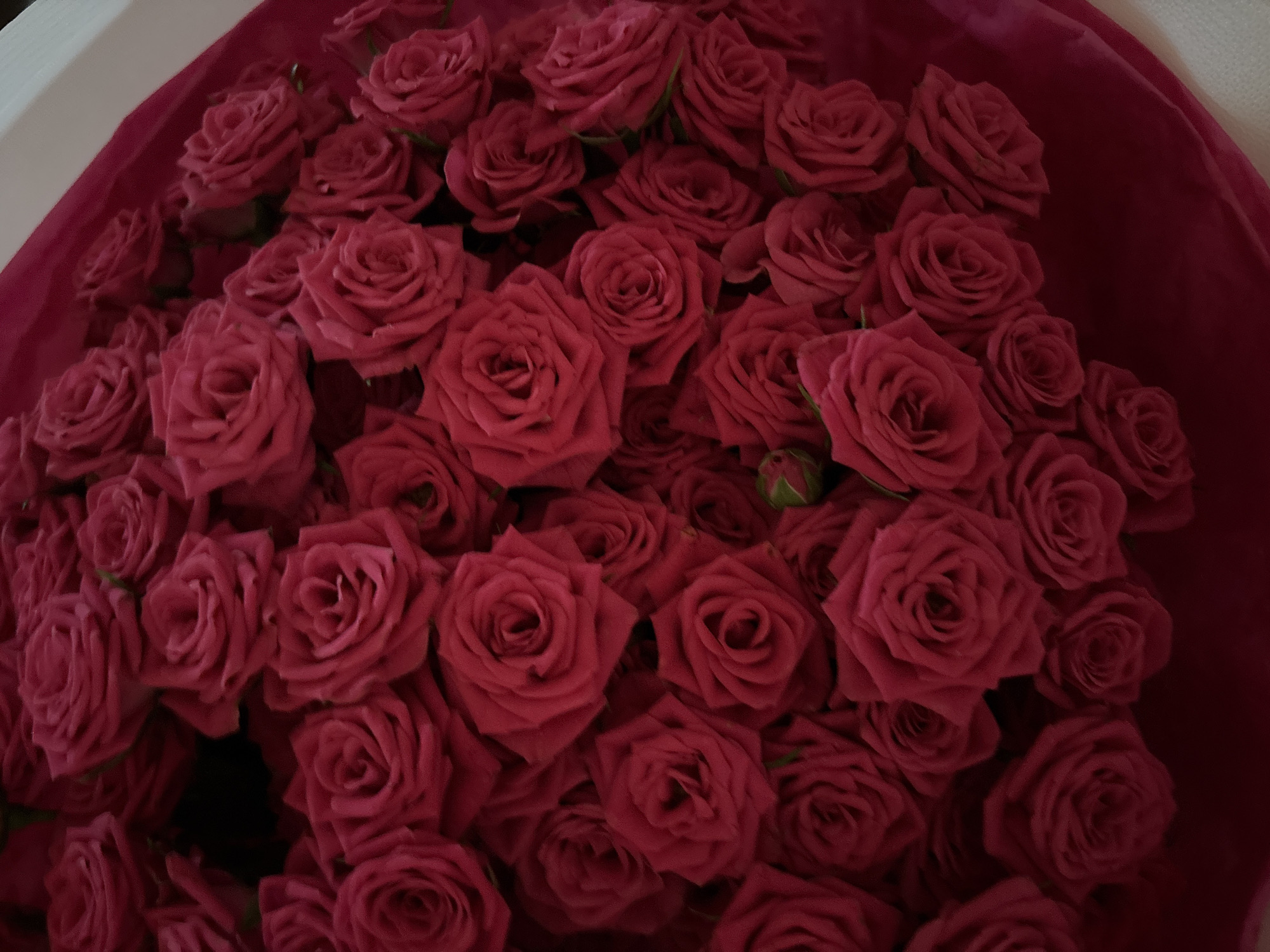 A close-up, overhead shot captures a voluminous bouquet of deep red roses, their velvety petals tightly furled. The roses are densely packed, creating a rich texture and a sense of abundance. The bouquet is partially wrapped in a soft, fuchsia-colored material, hinting at a gift or presentation. The lighting is somewhat dim, giving the image a moody and intimate feel. The background is indistinct, with a suggestion of a white surface on the right side. There are no people or any discernible urban or natural elements visible, making it impossible to determine a specific location, including Prague, Czechia. The focus is entirely on the aesthetic of the rose bouquet.