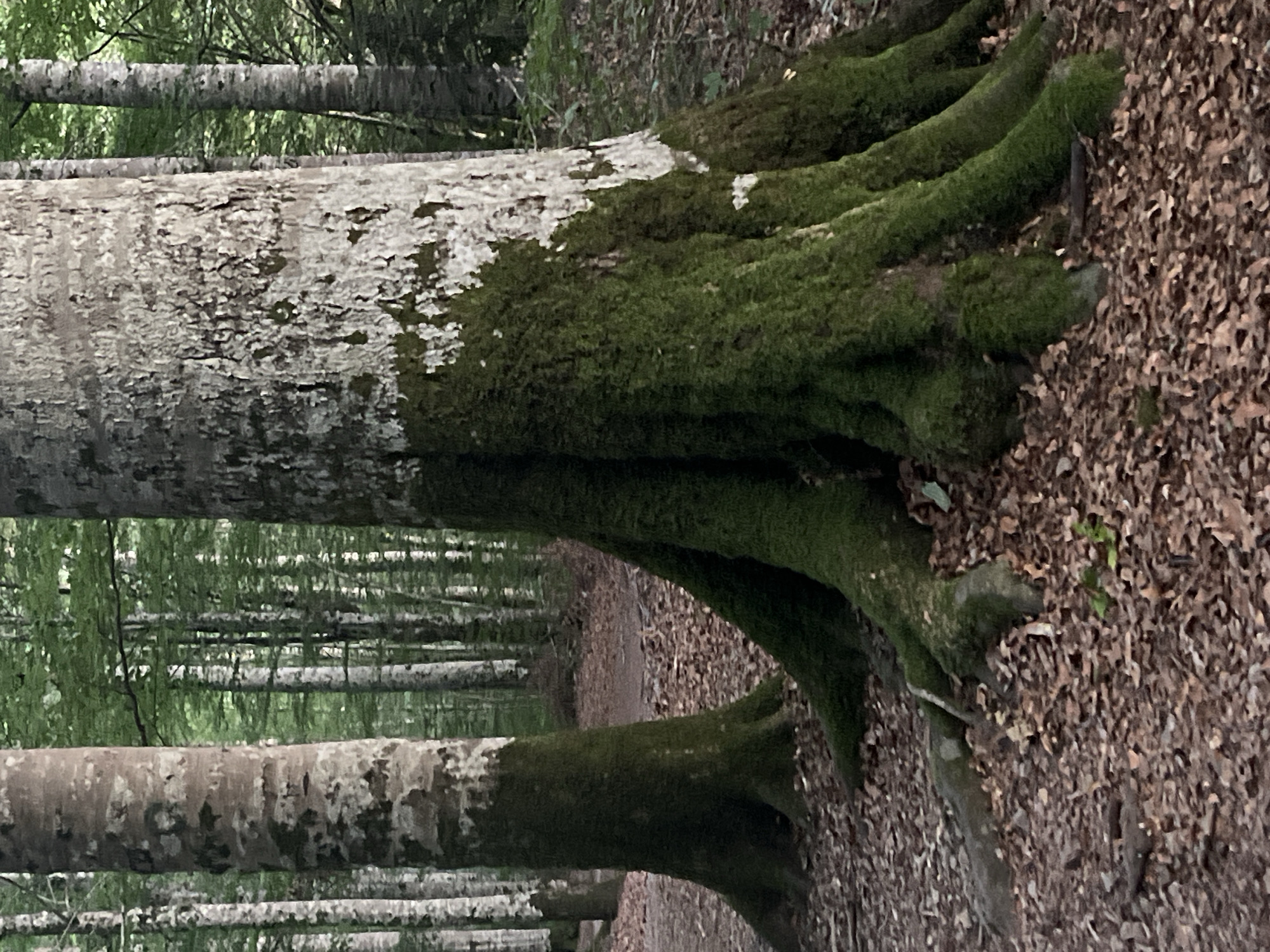 The image depicts a forest scene in Sjerogošte, Montenegro. The foreground is dominated by the base and exposed root system of a large tree, heavily covered in lush green moss. To the left, another tree trunk, also moss-covered at its base, is visible. The ground is carpeted with fallen leaves, suggesting an autumn or late summer setting. In the background, a pathway meanders through a dense forest of trees with light-colored bark and green foliage. The lighting suggests it is either early morning or late afternoon, casting a soft, diffused light on the scene. There are no people or animals visible in the image.
