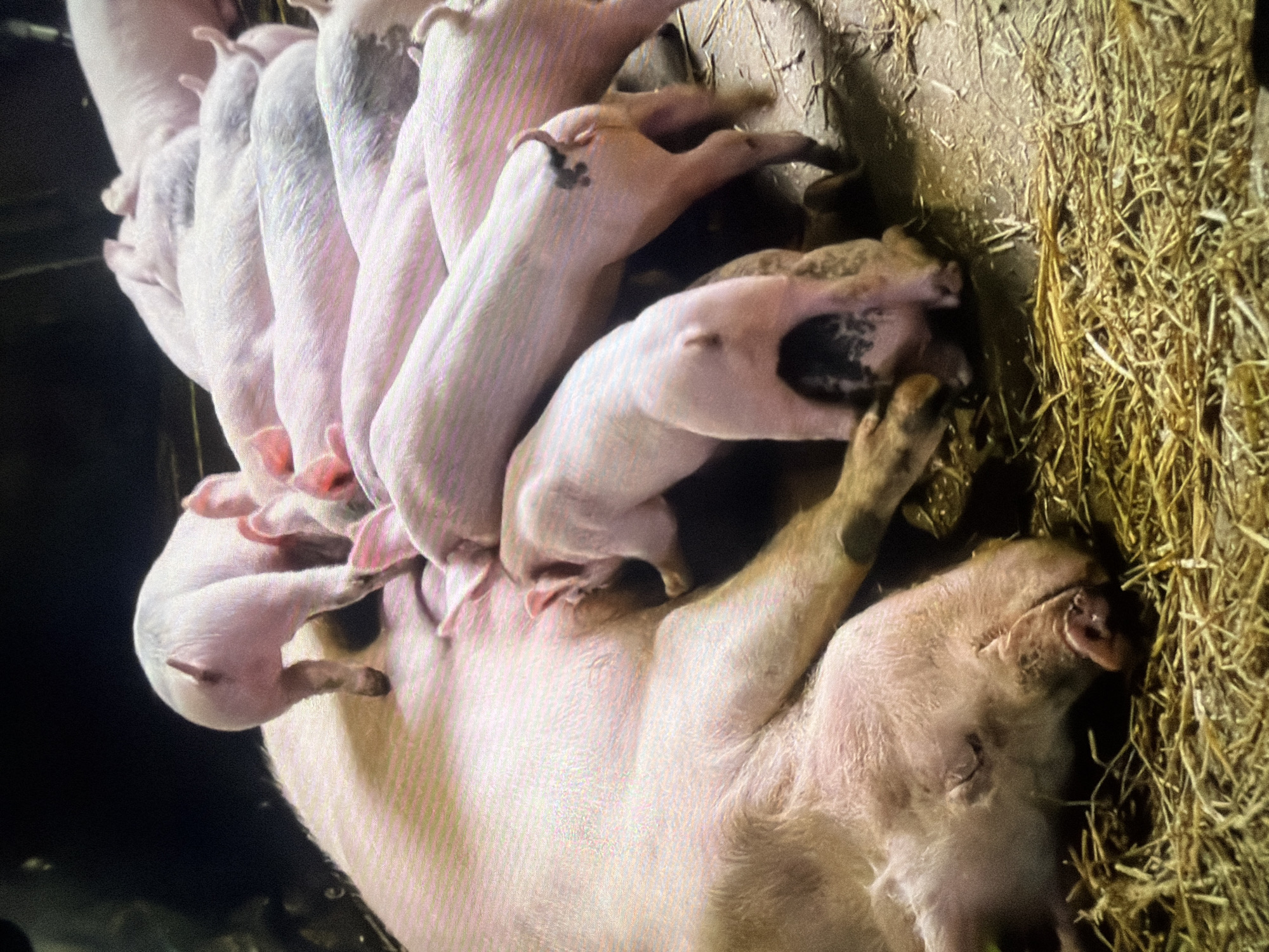 A sow lies on a bed of straw, with several piglets suckling from her. The sow appears to be resting, with her eyes closed. The piglets are clustered around her, all actively feeding. The environment is a barn or stable, with straw covering the ground. The lighting is dim, suggesting an indoor setting, possibly at night or in a shaded area. The image captures a moment of maternal care and the natural instinct of young animals to feed. There is no indication of the location being in Bukuru, Nigeria.