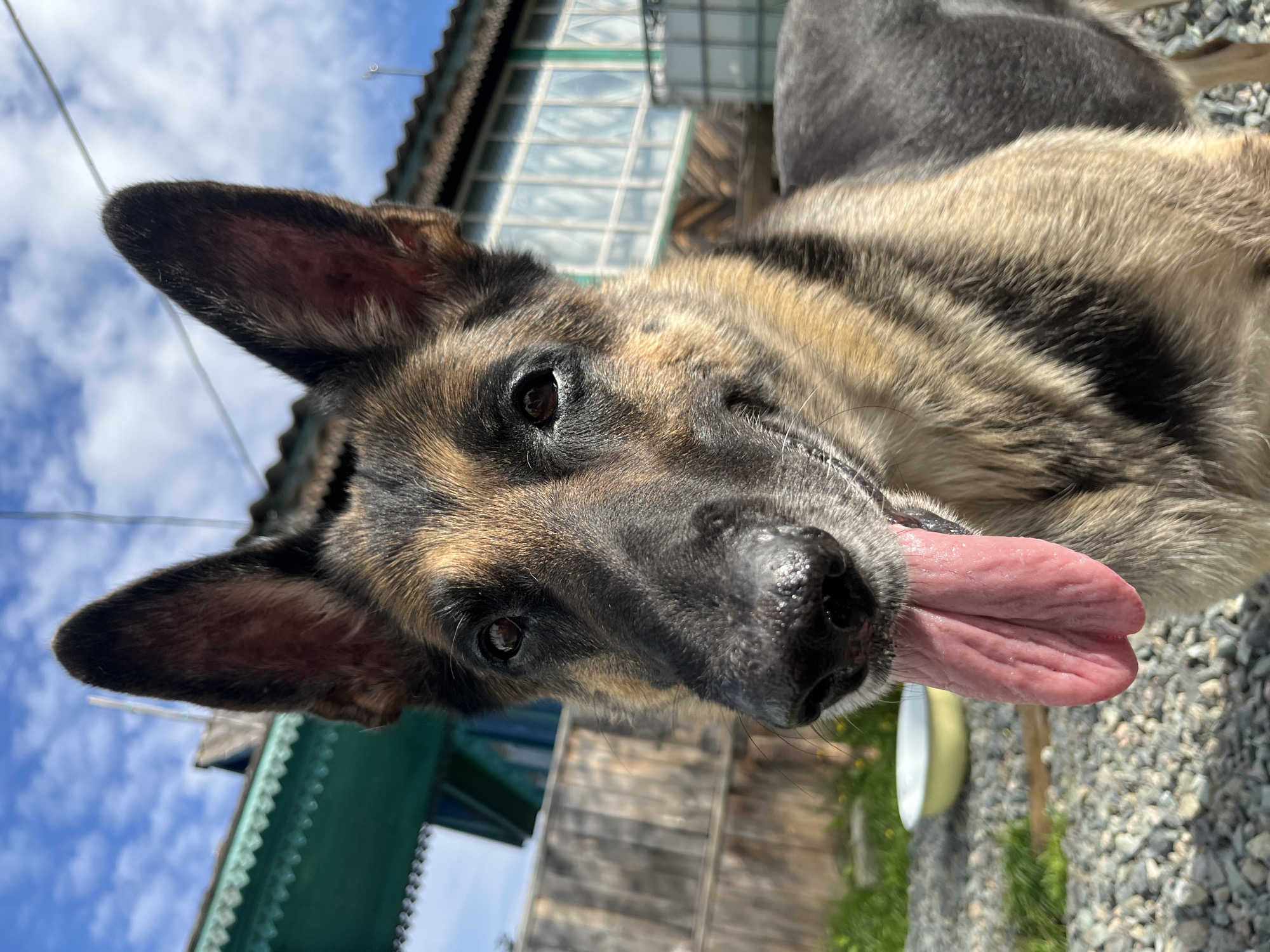 A German Shepherd dog is shown in a close-up portrait, with its head filling most of the frame. The dog is panting, with its pink tongue hanging out. The dog's fur is a mix of black, brown, and tan. In the background, a wooden fence, a house with green trim and blue windows, and a clear blue sky with scattered clouds are visible. The ground is covered with gravel and some patches of grass. The scene appears to be outdoors in a rural or suburban setting. This image is not sufficient to determine the specific location within the city of Nizhny Tagil, Russia, as it lacks any identifying landmarks or contextual clues specific to that city.