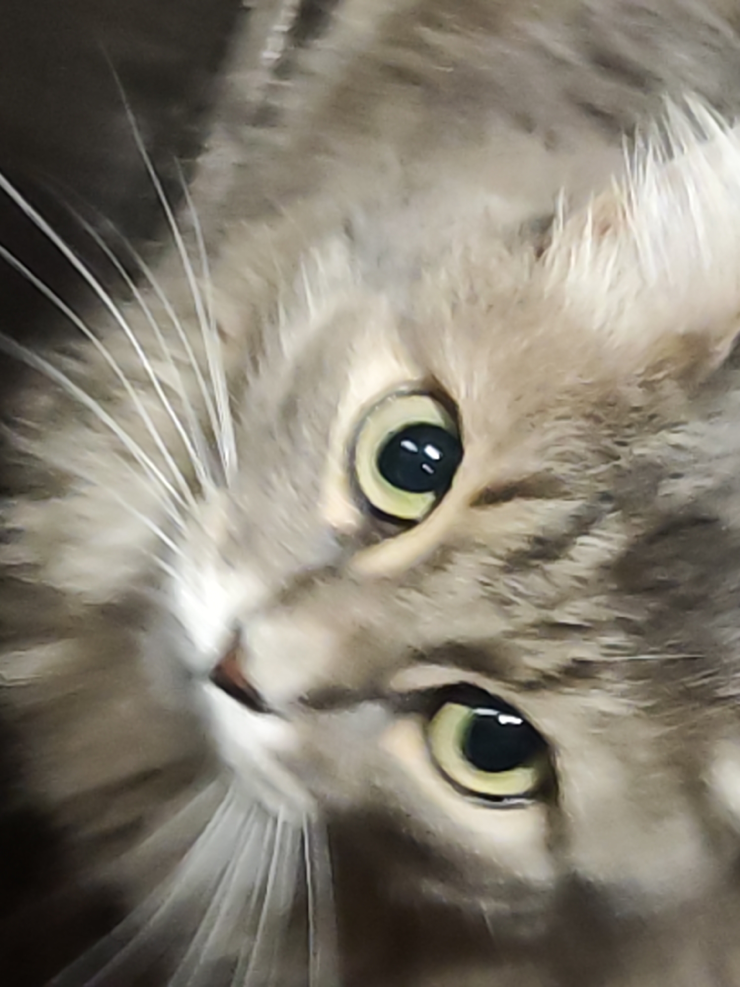 A close-up, slightly angled view of a cat's face. The cat has gray and brown fur, long white whiskers, and green eyes with black pupils. The image is tightly cropped, focusing on the face and features. The location is not discernible from the image.