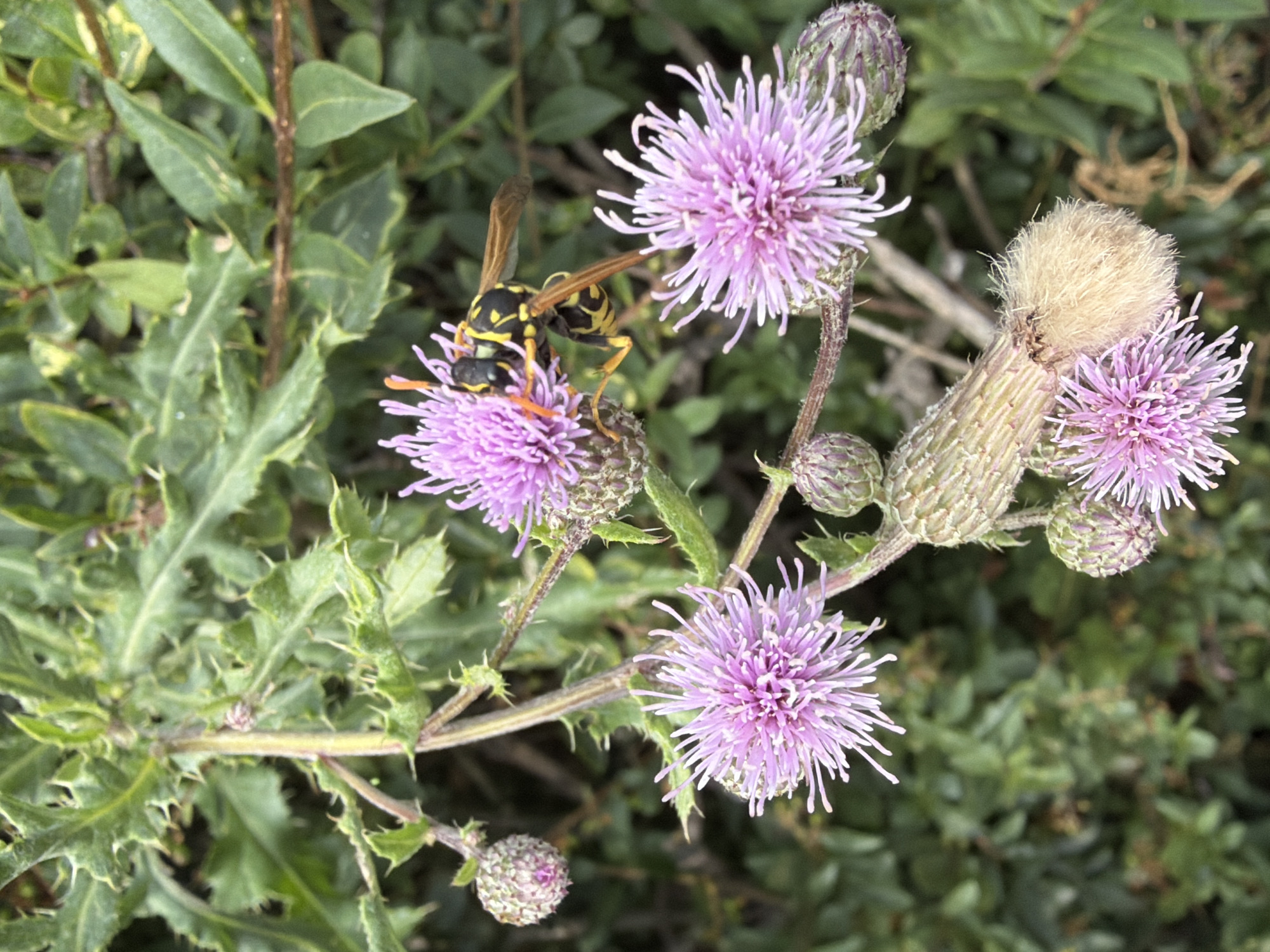 A yellow and black striped wasp is perched on a spiky purple thistle flower. The wasp's wings are partially extended, and its head is turned towards the flower's center. The thistle is part of a plant with sharp green leaves and several unopened buds. The background is a blur of green foliage. The image appears to be taken outdoors in a natural setting, likely in the city of Würzburg, Germany.
