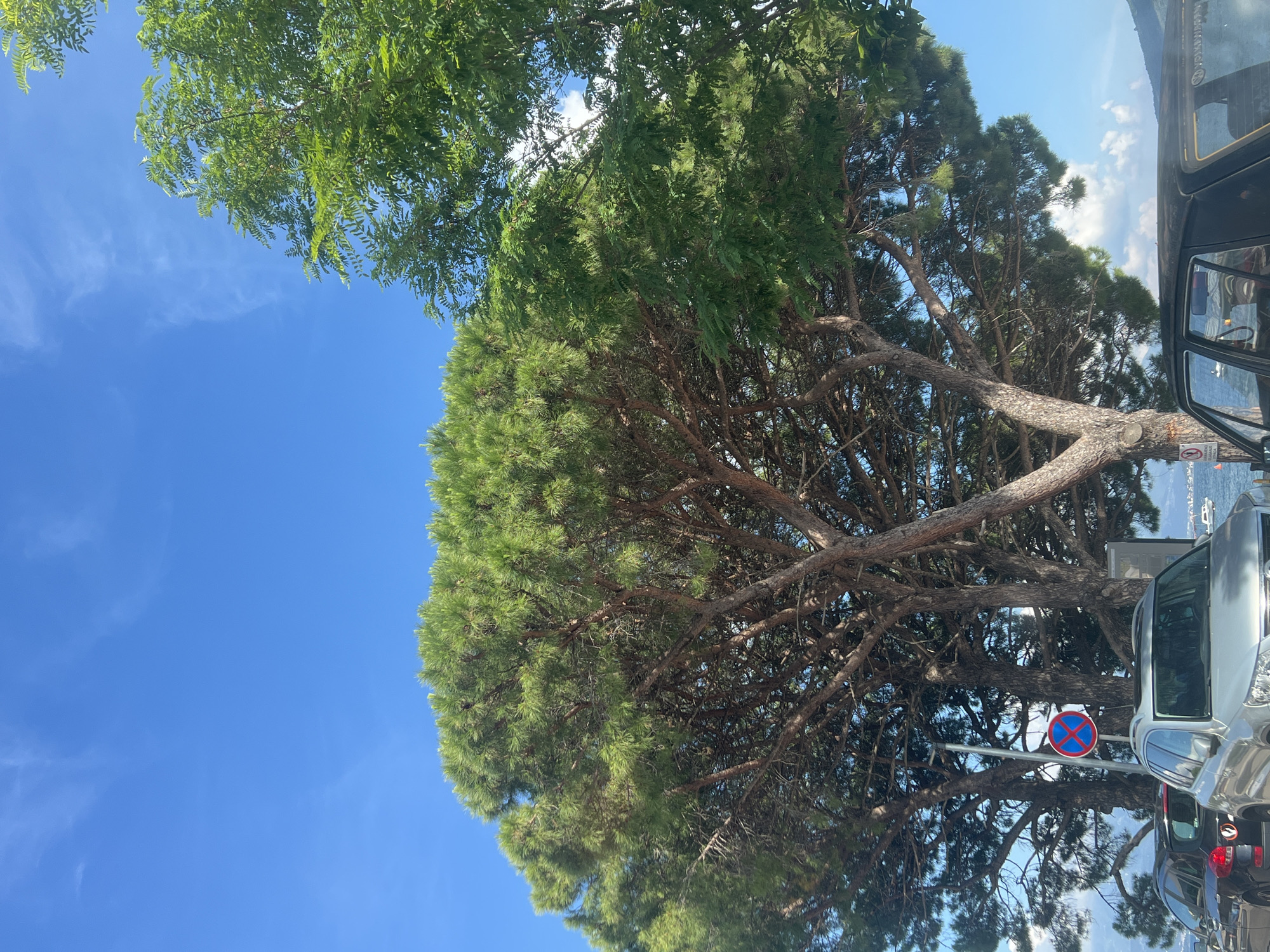 The image, originally oriented horizontally (rotated 90 degrees clockwise), captures a bright outdoor scene primarily featuring dense tree canopies and a clear blue sky. Two main types of trees dominate the frame: one with lighter green, feathery leaves appears on the left and top-left, while a large, mature tree with dark green, needle-like foliage (resembling a pine or conifer) occupies the center and right. This larger tree has a thick trunk that branches into multiple gnarled limbs, creating a dense canopy through which sunlight filters.
The sky is a vibrant blue with a few scattered, wispy white clouds. On the right side of the image, several parked cars are partially visible, situated beneath the tree canopy. A silver car is prominent in the mid-right, with parts of a darker vehicle behind it. The top section of an older, dark-colored vehicle is visible on the far right edge.
A circular traffic sign is clearly visible beneath the canopy of the large tree, next to the silver car. This sign features a red border, a blue background, and a red 'X' symbol, indicating "No Stopping" or "No Standing." The scene depicts a sunny day, likely midday or early afternoon, with clear weather. The setting suggests a natural, possibly coastal, environment, with parked vehicles indicating proximity to a road or parking area. The specified location is Đenovići, Montenegro. No other discernible text is visible in the image.
