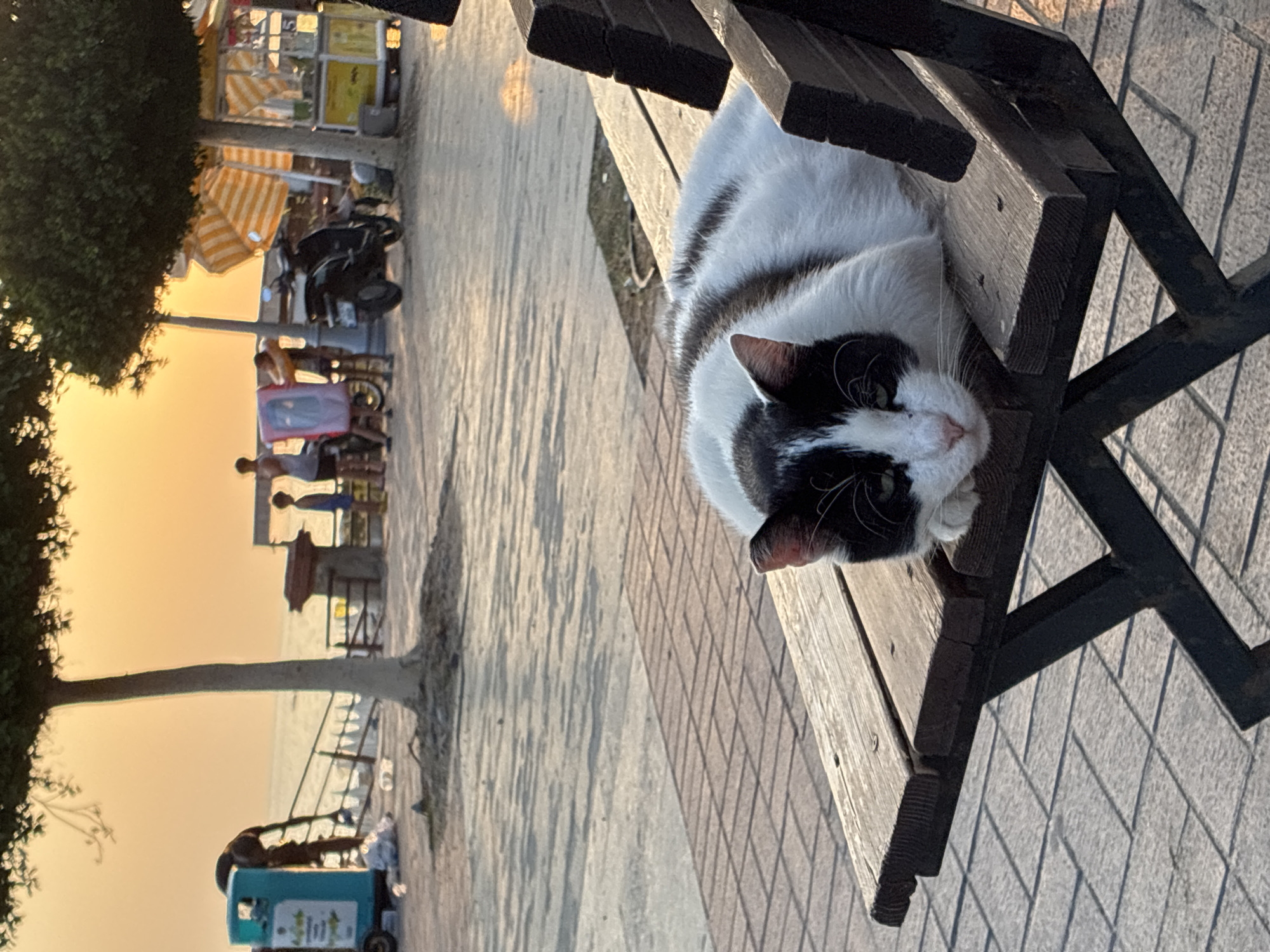 In Alanya, Turkey, a black and white cat rests on a weathered wooden bench in the foreground. The cat is curled up, with its head resting on its paws, and its gaze directed slightly forward. Behind the bench, a paved walkway is visible, leading towards a body of water. Several people are present in the background, some standing near a railing, and others near a small food stall with orange and white striped awnings. A scooter is parked to the right of the stall. The setting sun casts a warm, orange glow across the scene, illuminating the sky and the surrounding environment. Trees with dark green foliage are scattered throughout the background, some casting shadows on the walkway. A blue trash can is also visible on the left side of the image.