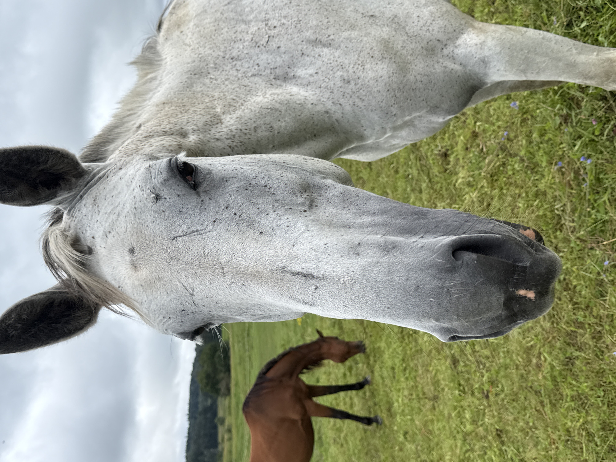 An extreme close-up shot focuses on the head of a dappled grey horse in a field in Galinė, Lithuania. The horse's face, particularly its muzzle and eye, is the primary subject, with the rest of its body and a second brown horse in the background out of focus. The environment is a grassy field with a cloudy sky overhead.
