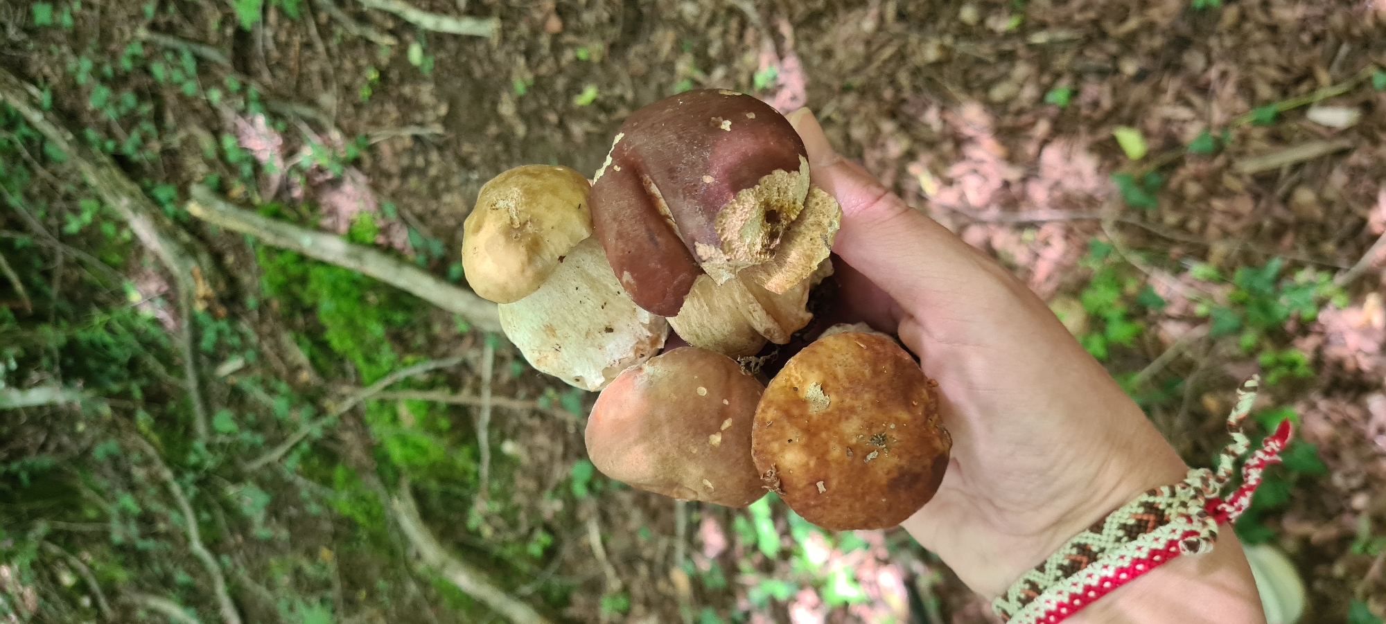 A close-up overhead shot shows a person's left hand holding a cluster of five bolete mushrooms. The mushrooms are varied in color, with some having dark brown caps and others lighter tan or cream-colored caps. Some of the caps show signs of damage or nibbling. The hand is adorned with a woven bracelet featuring red, white, and brown patterns. The background is a forest floor with fallen leaves, moss, and tree branches, suggesting a natural, wooded environment. The overall lighting is natural and appears to be daylight, possibly overcast. The specific location in Lopian, Bulgaria, is not discernible from the visual information provided.
