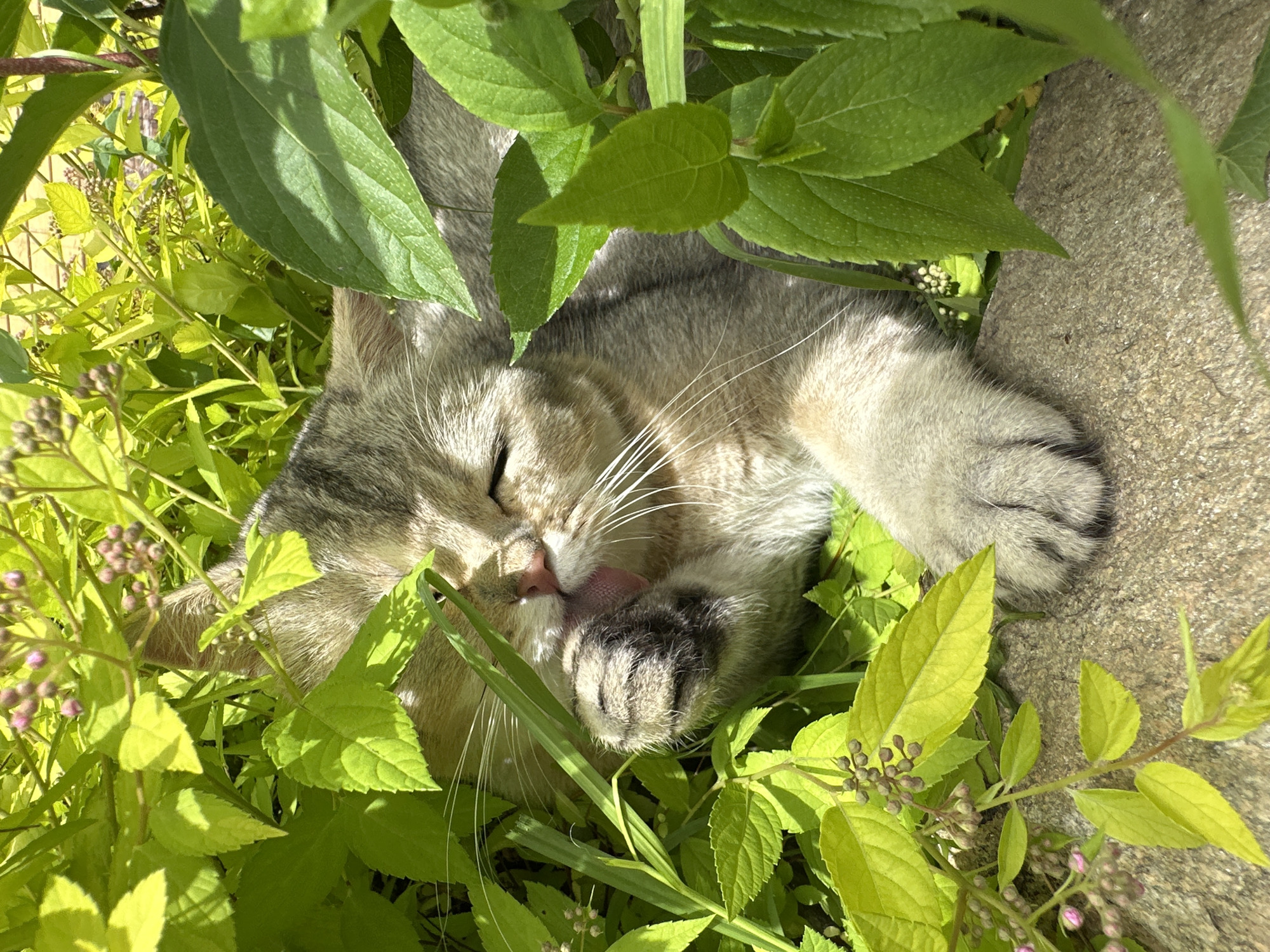 A tabby cat is grooming its paw amidst lush green foliage. The cat's eyes are closed, and its tongue is visible as it licks its paw. The surrounding vegetation consists of leafy branches and small pink flower buds. A rough, greyish-brown stone surface is visible beneath the cat and foliage. The lighting suggests a sunny outdoor environment. The scene is not specific to any particular location within a city.