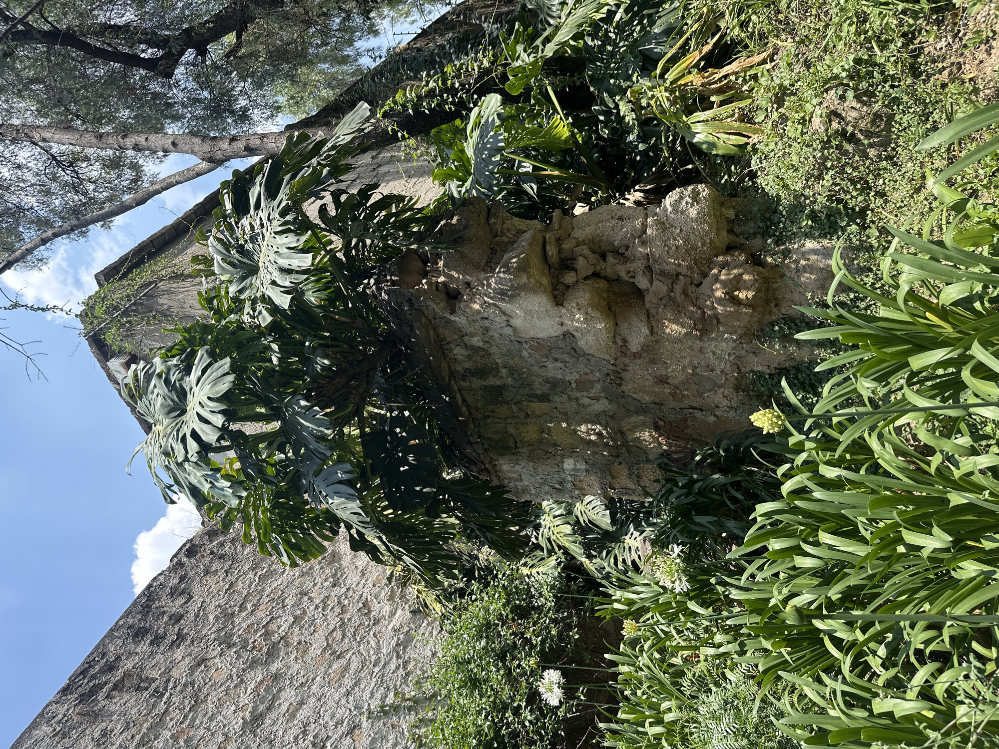 A stone wall overgrown with vegetation is presented in an angled, upward-looking perspective. The wall's surface has variations in color and texture, with areas of shadow and light suggesting weathering and age. Large, broad-leafed plants, likely Monstera, are prominently featured, draping over the top and sides of the wall. Additional plant life, including smaller leafy ground cover and flowering plants with long, linear leaves, are visible near the base. In the upper-left corner, the branches and leaves of a tree frame the scene, with glimpses of a blue sky and clouds beyond. The location is specified as Tlalnepantla, Mexico, although there is no additional information such as people or activities.