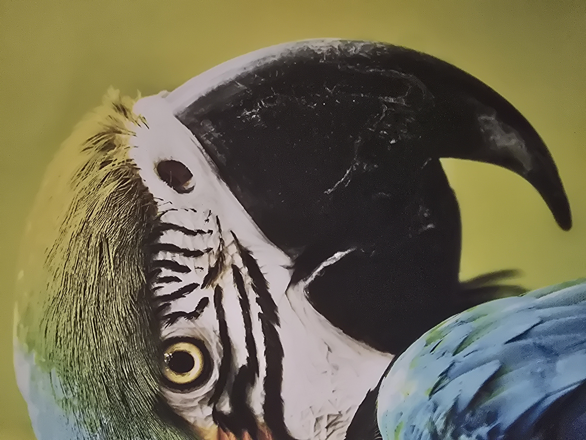 A close-up, tightly cropped image captures the head and upper body of a vibrant parrot, likely a Blue and Gold Macaw. The bird is positioned facing slightly towards the left side of the frame, with its alert, bright yellow eye and black pupil prominently featured. White bare skin around the eye and extending towards the large, curved black upper beak is marked with distinctive black feather lines. The side of the parrot's head is covered in finely textured, bright yellow and greenish-yellow feathers. A portion of its upper back or shoulder, adorned with vivid blue and some green feathers, is visible in the lower right. The background is a plain, solid light olive-green color, providing a strong contrast that emphasizes the bird's striking plumage. The lighting appears even, highlighting the intricate details of the feathers and the smooth, textured surface of the beak. The image focuses on the aesthetic beauty and specific features of the bird, without depicting any specific activity or action. There is no visible text.