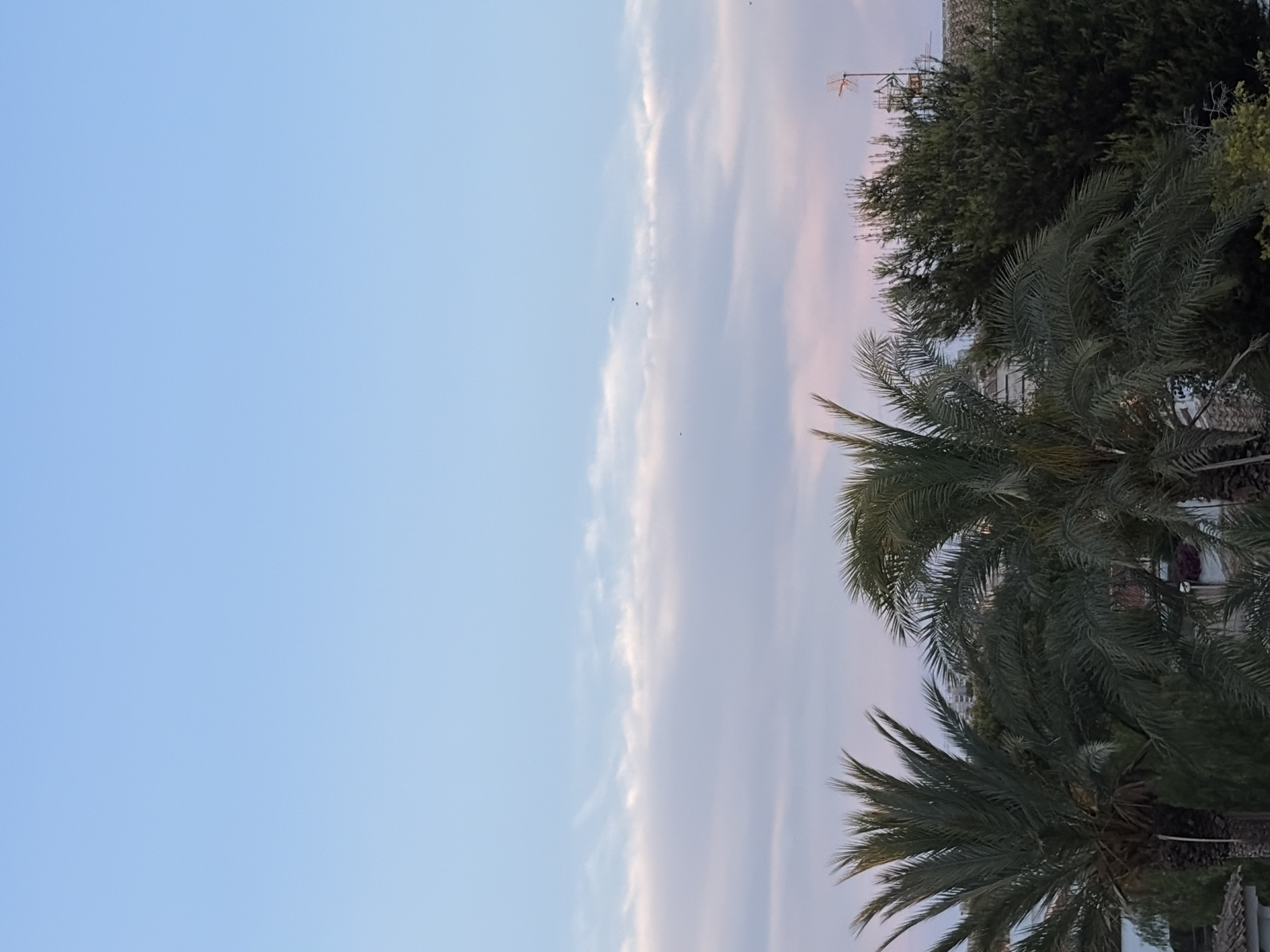 The image depicts a tropical scene at dusk, likely in Torrevieja, Spain, given the presence of palm trees and the Mediterranean climate suggested by the pastel sky. Dominating the foreground are the lush fronds of several palm trees, their dark green leaves contrasting with the soft hues of the sky. In the background, a dense cluster of coniferous trees and glimpses of buildings suggest an urban or suburban setting. The sky transitions from a pale blue at the top to soft pinks and purples towards the horizon, indicating the setting of the sun. A few distant birds are visible, silhouetted against the clouds. An antenna on a rooftop is also noticeable in the upper right portion of the image. The overall atmosphere is serene and tranquil.