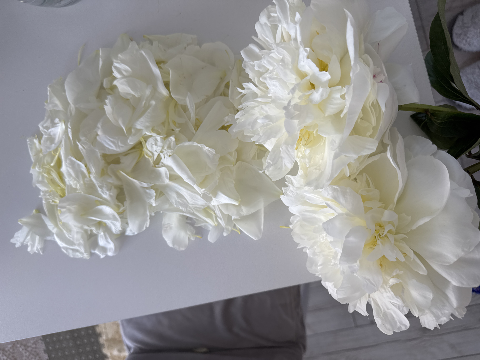 The image displays a close-up, top-down view of white peonies arranged on a white surface, likely a table. On the right side, two large, fully bloomed white peonies with hints of yellow in their centers are visible. Their numerous ruffled petals create a lush, full appearance. A dark green stem and leaf are partially visible near the upper right flower, suggesting they are freshly cut.
To the left of the intact flowers, a large pile of loose, delicate white peony petals is spread across the table. These petals show slight variations in shade, some appearing creamier or with faint yellow tinges, and have soft, translucent textures. The arrangement suggests either petals that have naturally fallen from the blooms or that have been intentionally separated, possibly for decorative or culinary purposes.
The lighting is bright and even, highlighting the intricate details and soft shadows of the petals and flowers, creating a clean and serene aesthetic. The background behind the white table shows glimpses of a patterned floor or carpet in muted tones, and possibly a piece of dark furniture, indicating an indoor setting. There are no people visible, and no discernible text. The scene is presented in what is noted to be Sochi, Russia.