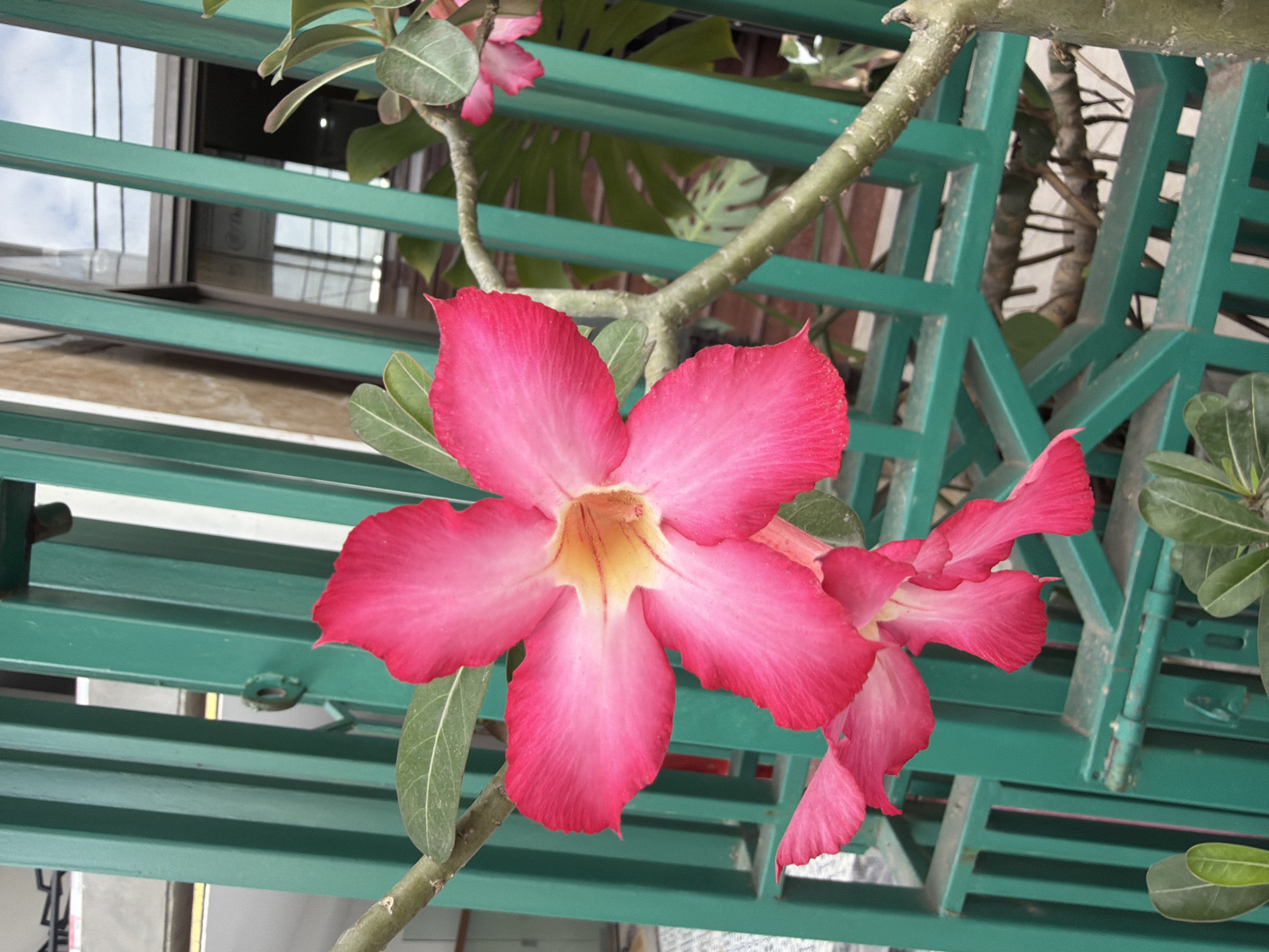 A close-up shot showcases a vibrant pink desert rose flower with five petals, its center a gradient of yellow and pink, blooming against a backdrop of a green metal fence in Đà Nẵng, Vietnam. The fence has vertical bars and a horizontal locking mechanism visible. Behind the fence, out of focus, are hints of a building's windows and interior. The flower's stem and leaves are also visible, extending into the frame from the left and right. The lighting suggests it is daytime, with the sun illuminating the flower.
