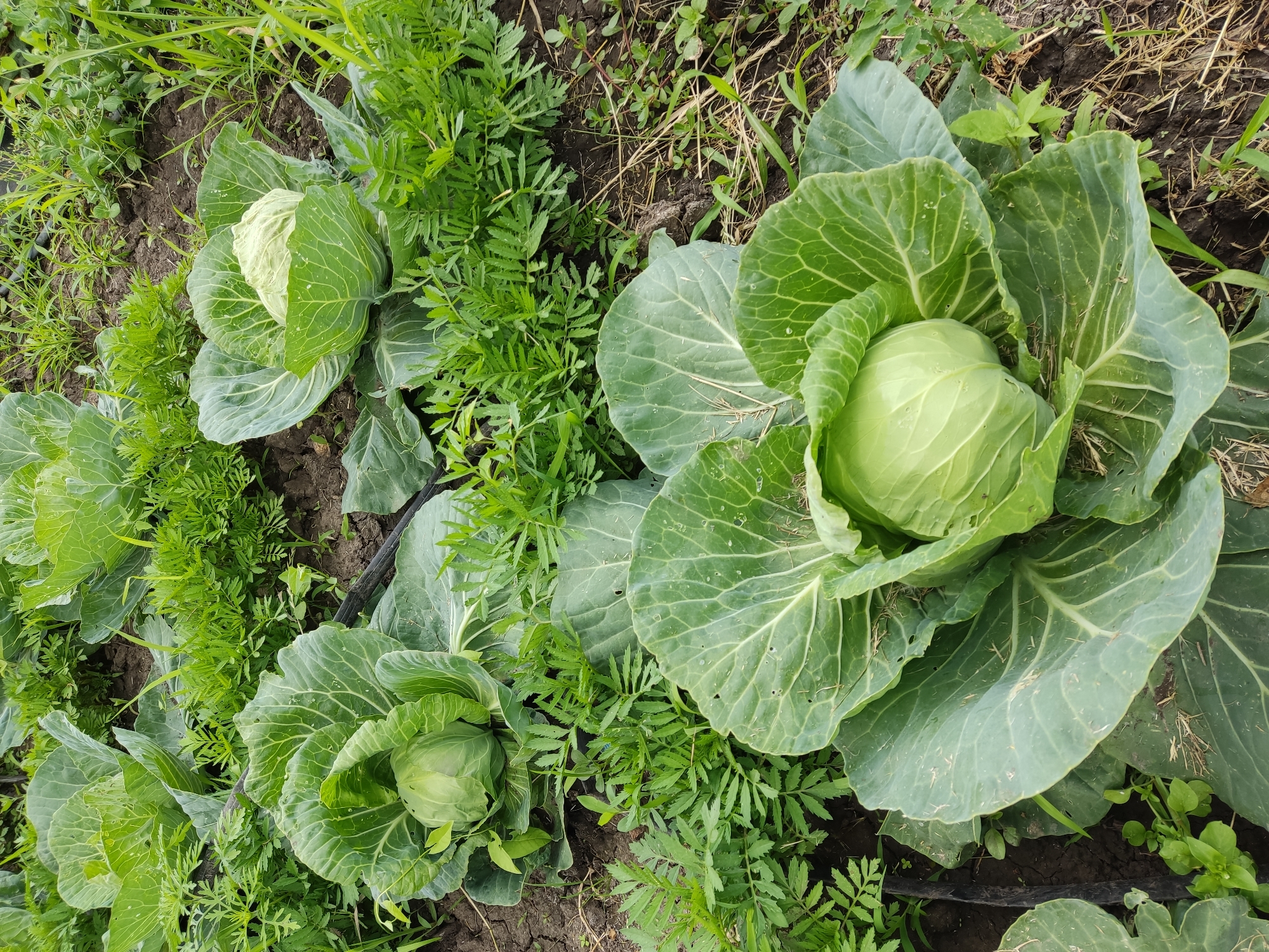 An overhead shot captures rows of cabbage plants growing in dark soil, interspersed with green foliage. The cabbage heads are large and light green, with visible veins on their leaves. The surrounding vegetation is dense and varied, with some plants appearing to be marigolds due to their feathery leaves. A black irrigation tube runs horizontally across the scene, disappearing behind the plants. The overall impression is a well-tended vegetable garden.