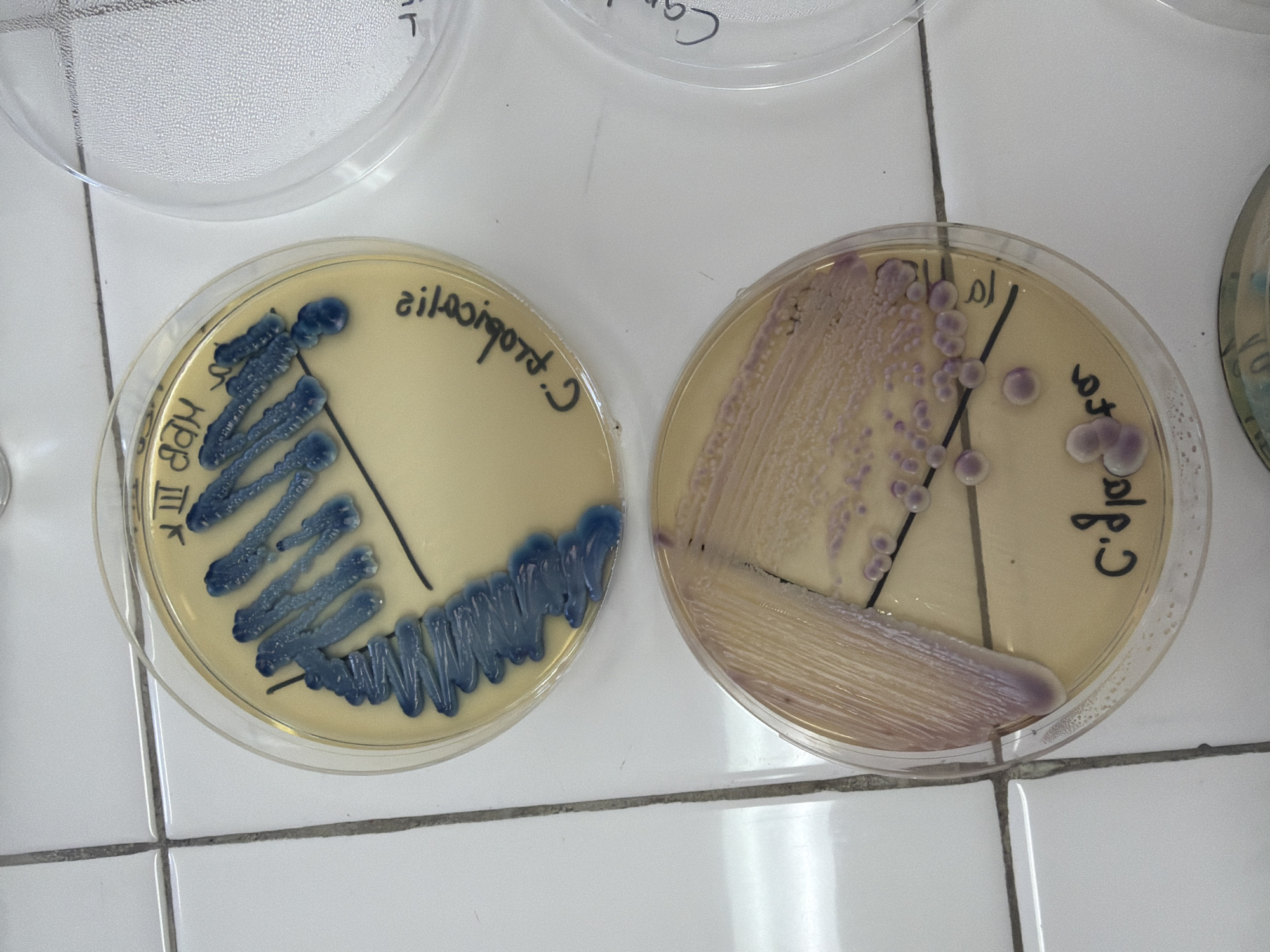 The image shows two petri dishes on a white tiled surface. The tiles appear to be in a laboratory or clinical setting. The petri dish on the left contains a culture of bacteria, with blue colonies arranged in lines. The label on the dish reads "C. violaceum" in reverse writing. The petri dish on the right also contains bacterial colonies, appearing in a light purple color, both as individual colonies and a streak. The label on this dish reads "C. gata". The writing on both petri dishes appears to be handwritten with a black marker. There is no indication in the image that can pinpoint its location to the city of Plovdiv, Bulgaria. The essential details include the two petri dishes with cultured bacteria, the labels indicating the species of bacteria, and the lab-like environment. There are no people depicted in the image.