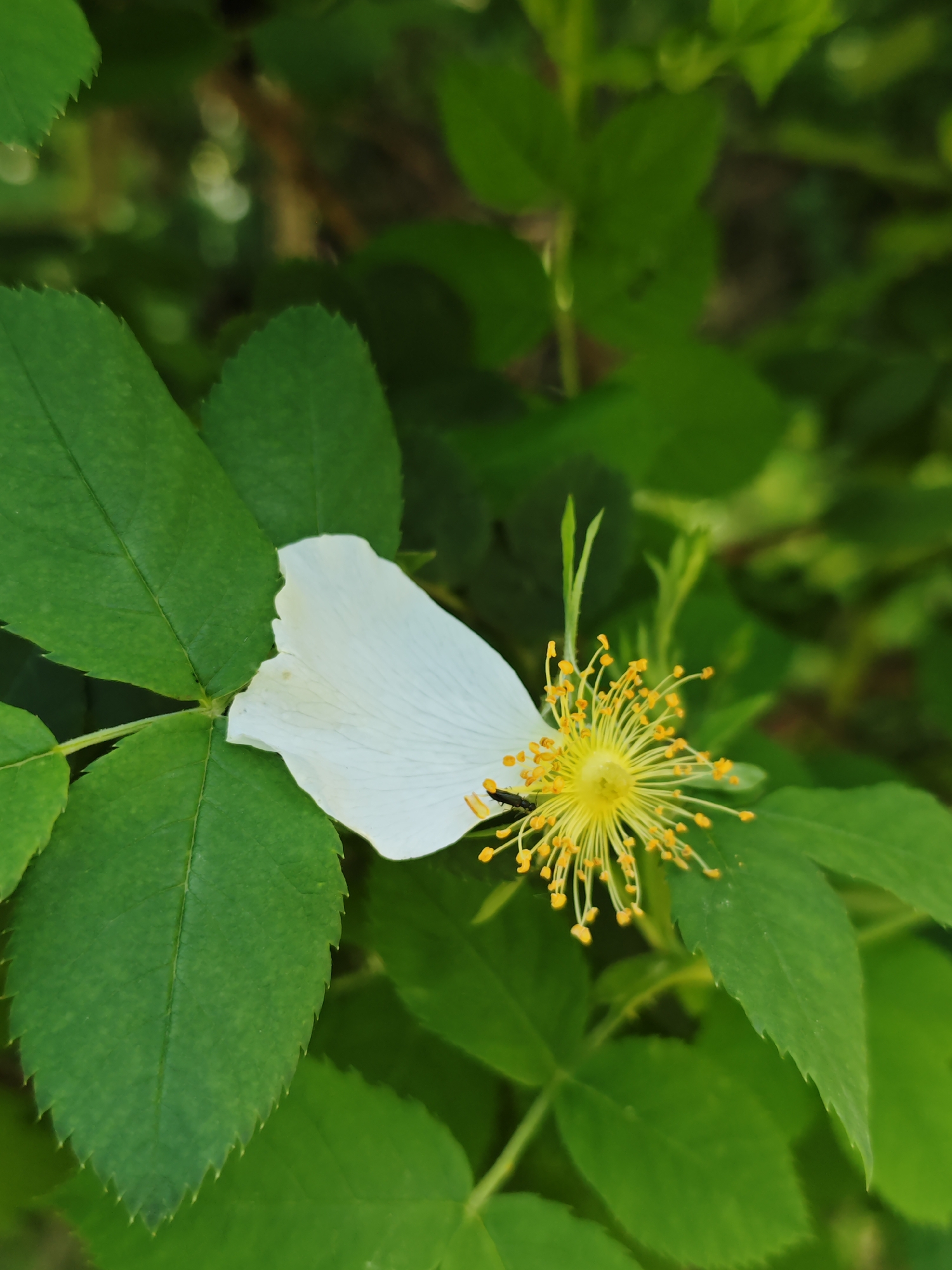 The image shows a white petal resting on a green leafy plant. The petal appears to have fallen from a flower, and the plant has leaves with serrated edges. The center of the flower is visible, featuring numerous yellow stamens. A small black insect is on the flower. The location is Svobody, Russia.