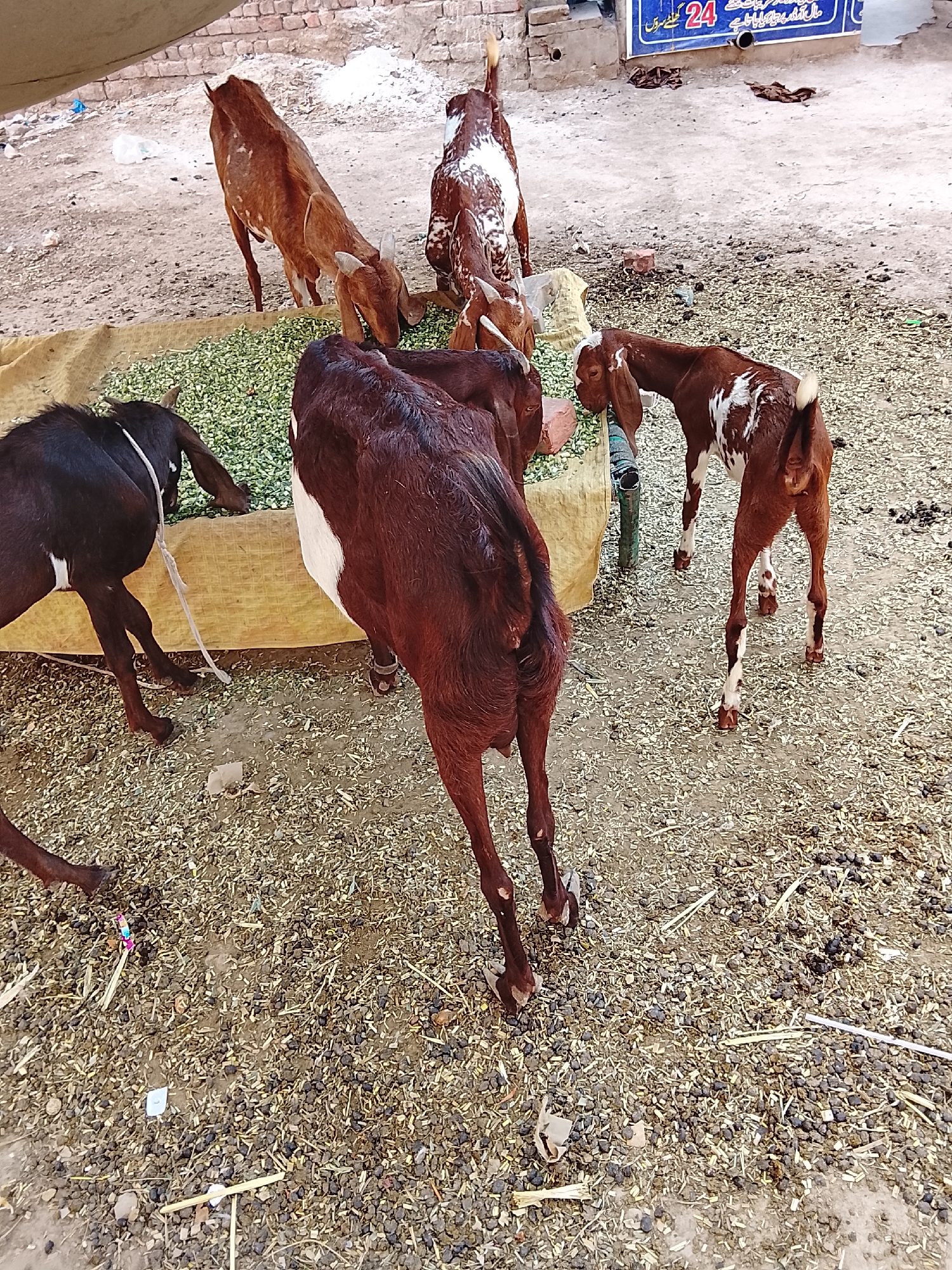 The image shows a group of goats eating from a trough filled with green fodder. The trough is covered in a yellow tarp, and the goats are of various colors, including brown, black, and white. The ground is covered in gravel, straw, and goat droppings. The location appears to be an outdoor animal market, possibly in a rural area. A sign with the number "24" is visible in the background.
