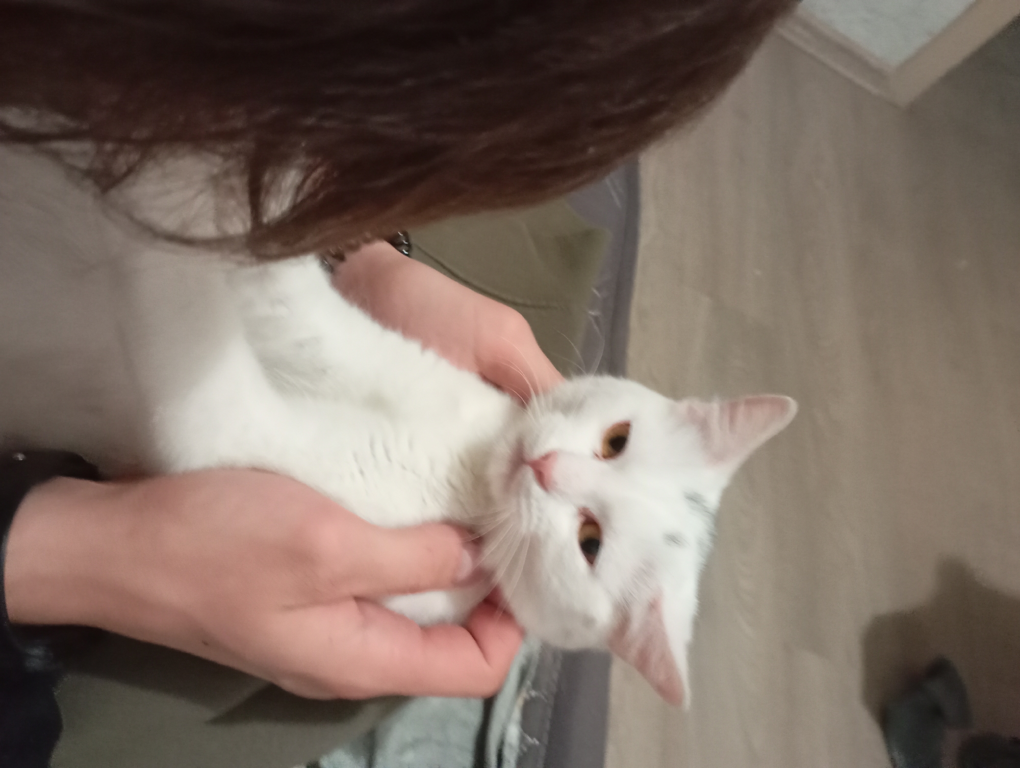 A white cat is held in a person's hands indoors. The person is partially visible, with brown hair and wearing a dark-colored sleeve on one arm and green clothing on the other. The cat is mostly white with amber-colored eyes and some dark markings on its head. The background includes a light-colored wall or flooring. The location of this image is unknown, but may be Krasnodar, Russia.