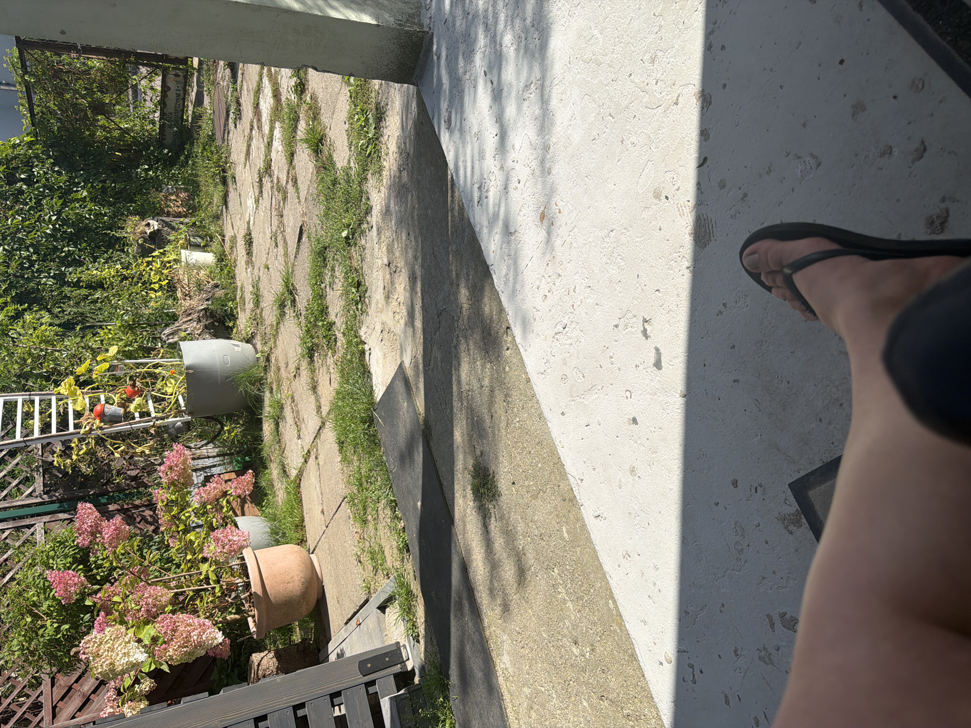 The image depicts a backyard scene on a sunny day. In the foreground, a person's legs and feet, wearing black flip-flops, are visible as they sit on what appears to be a chair. The ground is a mix of concrete slabs and grass, with some concrete areas heavily shaded by foliage and a nearby structure.
In the midground, a large terracotta pot holds a blooming hydrangea plant with pink and white flowers. Behind the hydrangea, a grey cylindrical planter and other pots are scattered, some with overgrown green foliage. A ladder leans against a fence covered in ivy. A wooden lattice fence forms the background, with a glimpse of a metal gate. The overall impression is of a somewhat untidy but lived-in outdoor space.
The scene is situated in Szczecin, Poland, a city known for its green spaces and proximity to the Baltic Sea. The presence of a backyard with a garden suggests a residential area within the city.