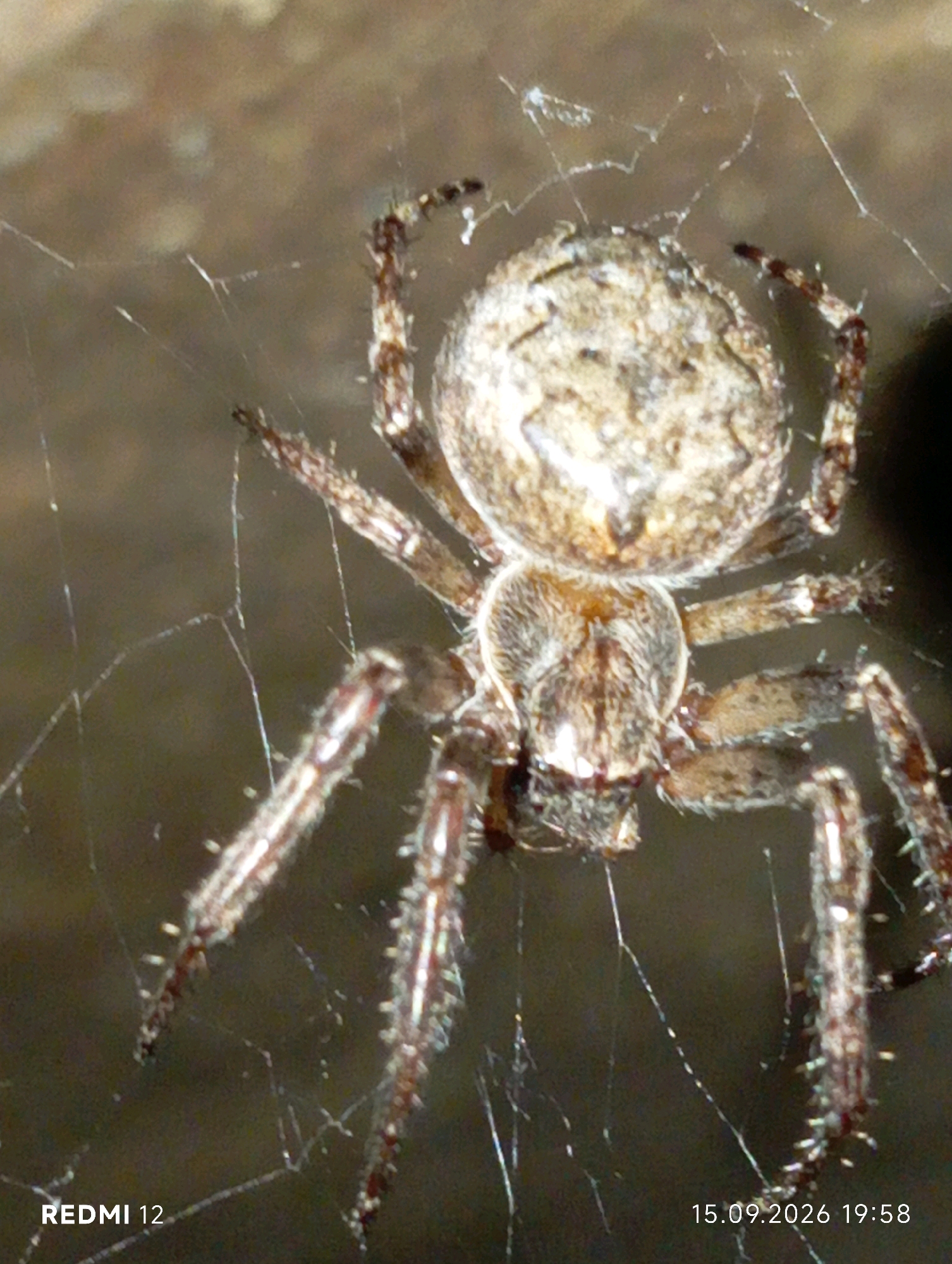 A close-up, eye-level shot captures a spider meticulously constructing its web. The spider, with its segmented legs and bulbous abdomen, is positioned centrally, surrounded by its intricate silken creation. The background is blurred, suggesting a natural environment. The image also includes overlay text from a Redmi 12 phone, displaying "REDMI 12" and a date/time stamp of "15.09.2026 19:58". The precise location within Smila, Ukraine, is not discernible from the visual information alone.