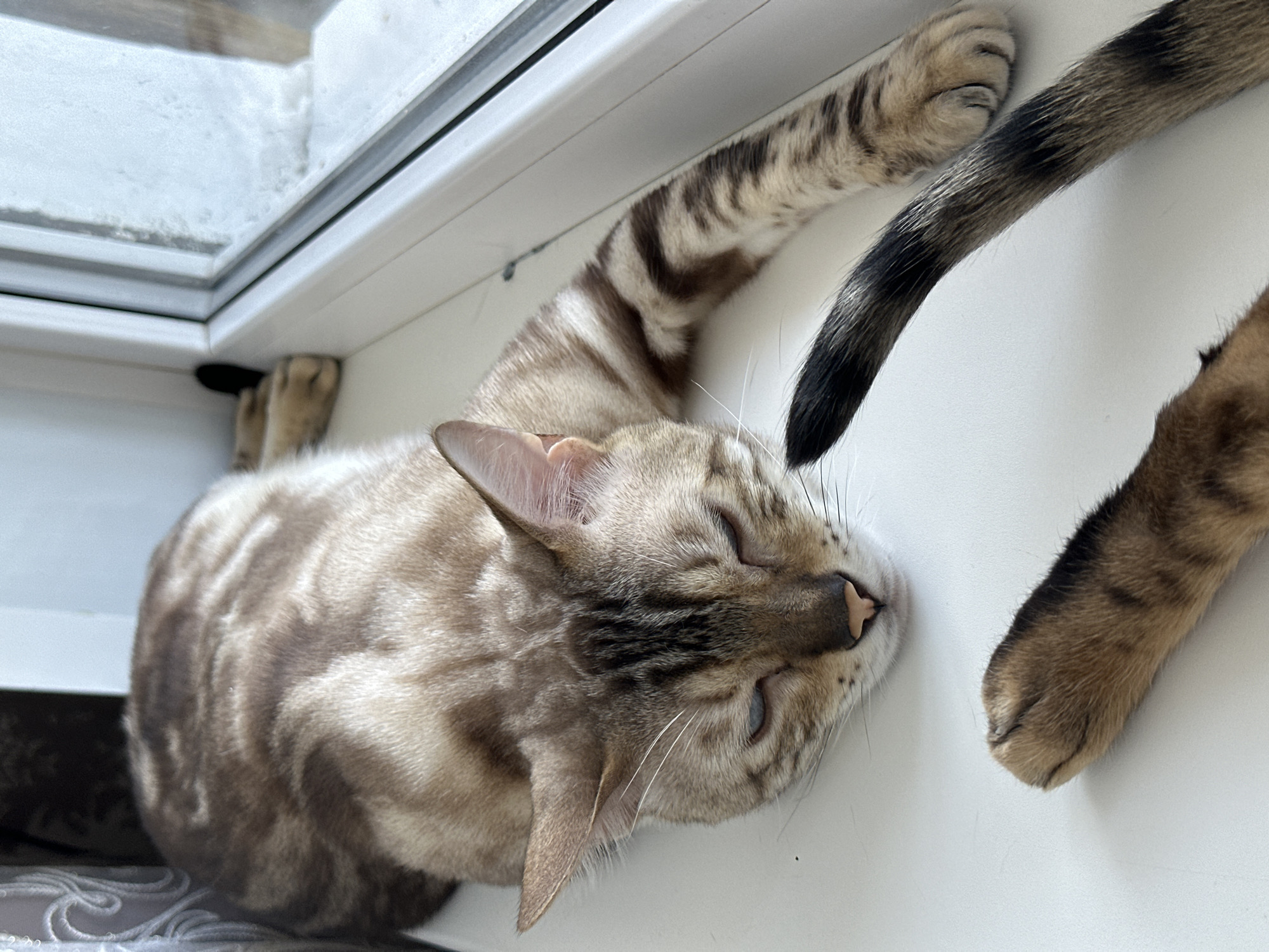 A light brown tabby cat with blue eyes is lying on its side on a white windowsill. The cat is looking down with its eyes partially closed. Its front paws are extended forward, and its tail is curled behind it. Outside the window, there is snow on the ground. The scene is indoors, likely in a residential setting.
