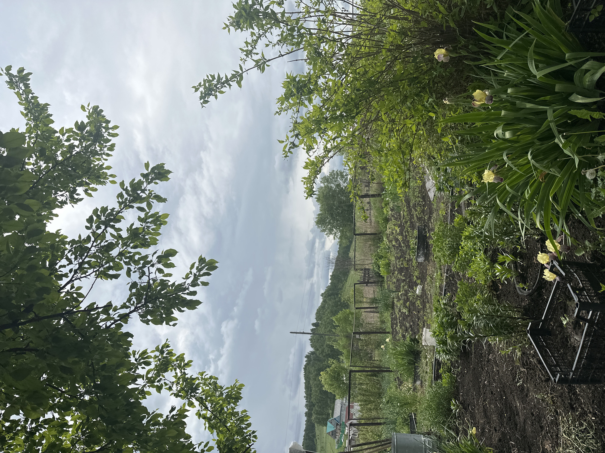A ground-level landscape photograph depicts a rural outdoor setting, likely a garden or field, under an overcast sky. The foreground is dominated by lush green foliage, including trees with full leaves on the left and dense vegetation with yellow irises on the right. In the midground, a rudimentary fence made of posts and wire runs horizontally across the scene, partially obscured by vegetation. Beyond the fence, there is a field or cultivated area with some visible rows of plants. In the distance, a line of trees marks the horizon. A few buildings can be seen amidst the trees, suggesting a small settlement or village. The cloudy sky fills the upper portion of the frame.