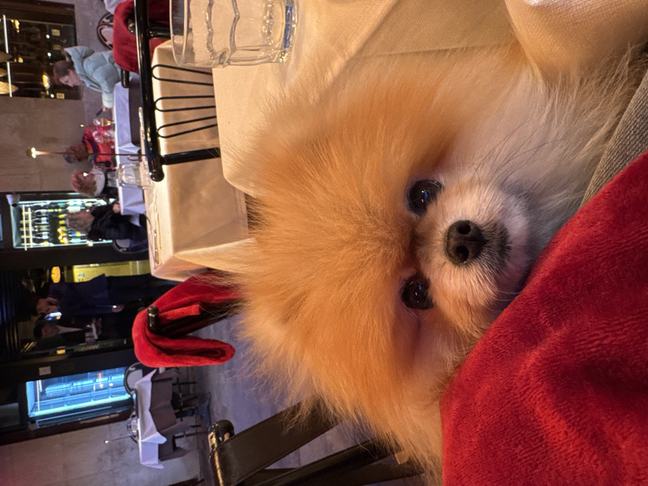 The image depicts an open-front restaurant scene in Venice, Italy. A fluffy, orange-brown Pomeranian dog is centered in the foreground, gazing directly forward, with its head resting on a red, plush blanket. Its dark eyes and black nose are clearly visible. To the right of the dog, an off-white tablecloth and a clear glass tumbler are present.
The midground features several dining tables covered with off-white tablecloths and surrounded by black chairs. A red blanket is draped over a chair to the left. Multiple patrons are seated at tables in the background; one individual on the far right wears a light blue puffer jacket, and another person in a red top is visible further left.
In the background, near a building entrance, two male staff members are present. One, dressed in a dark suit, holds a service tray, while the other, in a dark blue jacket, stands nearby. Inside the building, shelves displaying numerous bottles are visible through an opening. A blue light source is discernible through a doorway on the far left. The scene is illuminated by ambient lighting, suggesting evening conditions.