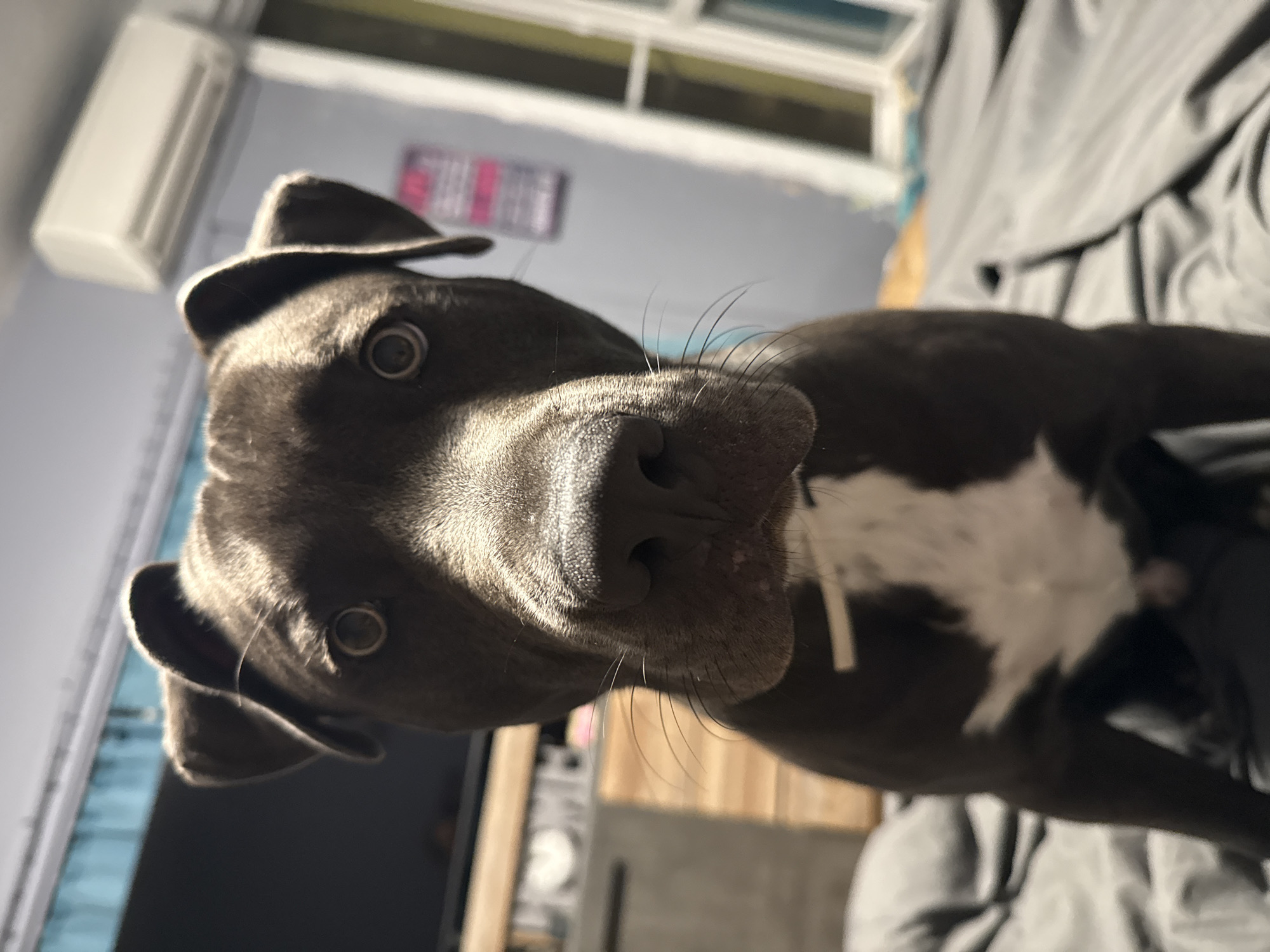 A dark-colored dog with white markings on its chest is positioned centrally in the frame, looking directly at the camera. The dog is sitting on a dark gray blanket, with other dark gray blankets and pillows visible in the foreground and to the left. In the background, a light blue curtain hangs above a blurred wooden furniture piece. Further to the right, a white air conditioning unit is mounted on a light gray wall. The scene appears to be indoors, likely in a residential setting. There is no indication of the city of Varna, Bulgaria.