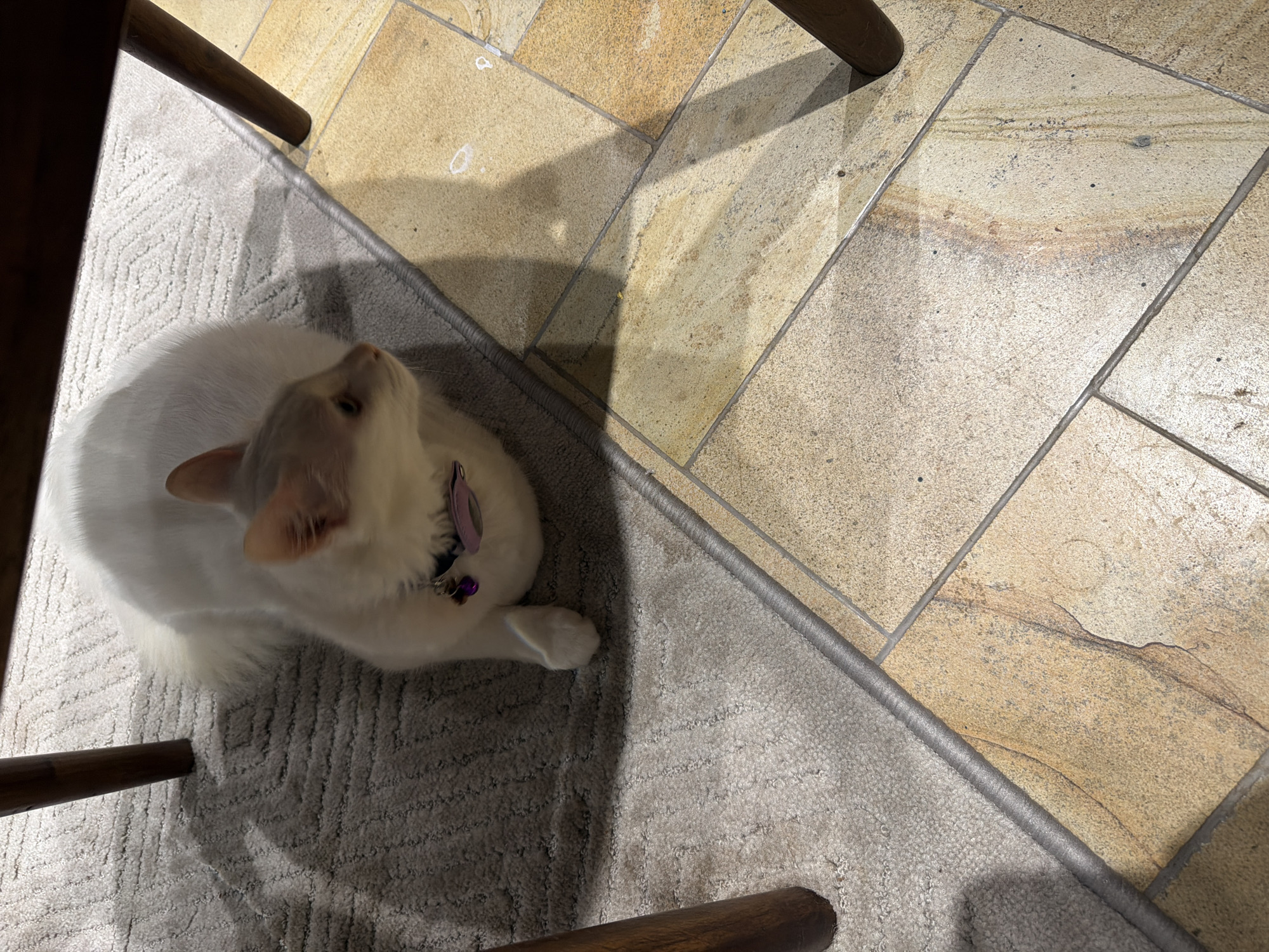 A high-angle shot depicts a white cat wearing a purple collar lying on a gray carpet. The cat is positioned between the legs of a wooden chair. The carpet is situated adjacent to a tiled floor composed of large, light brown tiles. The scene is indoors, likely in a residential setting.