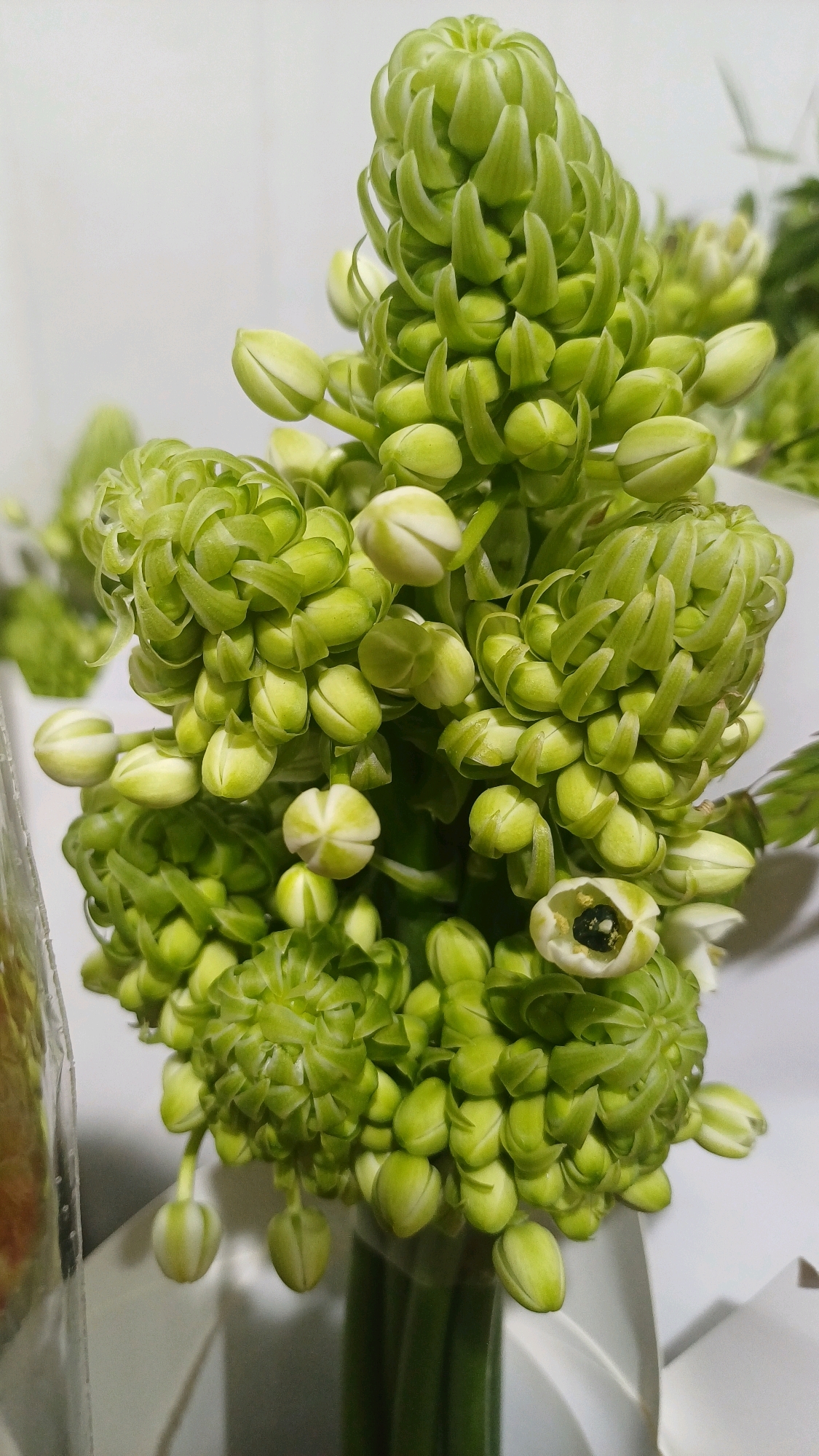 A close-up, eye-level shot features a bouquet of tightly packed, pale green flower buds, primarily focused on the upper portion of a plant. The buds are arranged in a dense, conical cluster, with individual buds appearing elongated and pointed, some slightly unfurled. A few buds show an opening, revealing a dark center. The bouquet is presented against a plain, white background, with hints of a clear plastic wrapper on the left side and the green stems of the flowers at the bottom. The lighting is soft and diffused, creating subtle shadows and highlighting the delicate textures of the buds. The image is sharp, focusing on the intricate details of the floral arrangement. There is no indication of a specific location within Kuala Lumpur, Malaysia, or any people present in the scene.