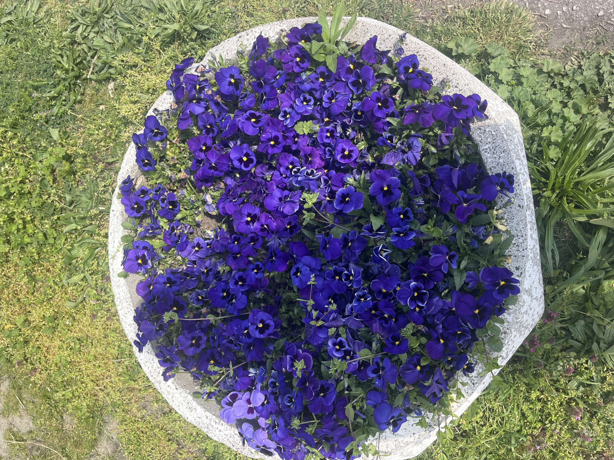 A concrete flower pot, situated outdoors on grass, contains a dense collection of purple pansies with yellow centers. The location is Plovdiv, Bulgaria.