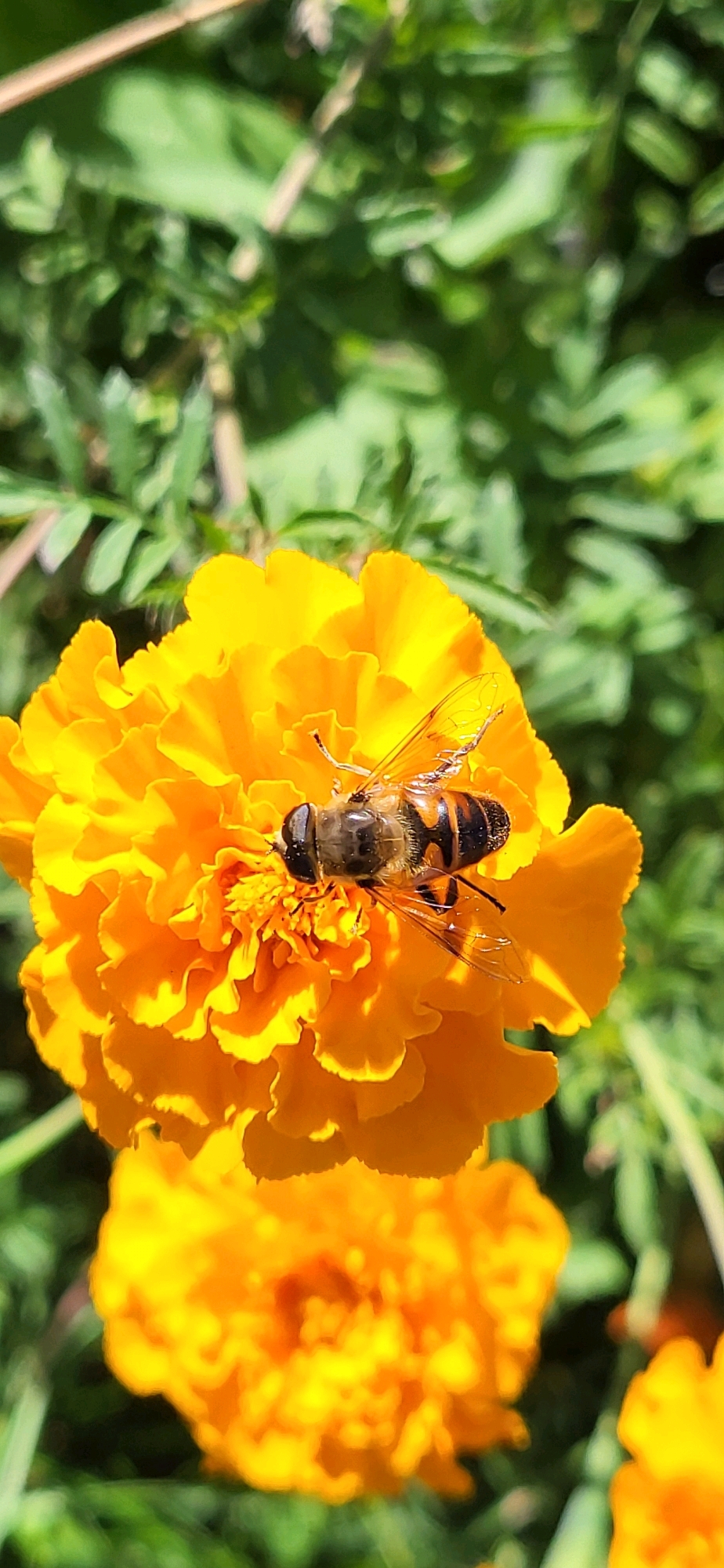 A hoverfly with black and yellow stripes rests on a vibrant orange marigold flower. The flower has many ruffled petals and is in the foreground, slightly out of focus on the lower right. The background consists of blurred green foliage, suggesting an outdoor setting. There are no people or buildings visible. The image was taken in Oskemen, Kazakhstan.