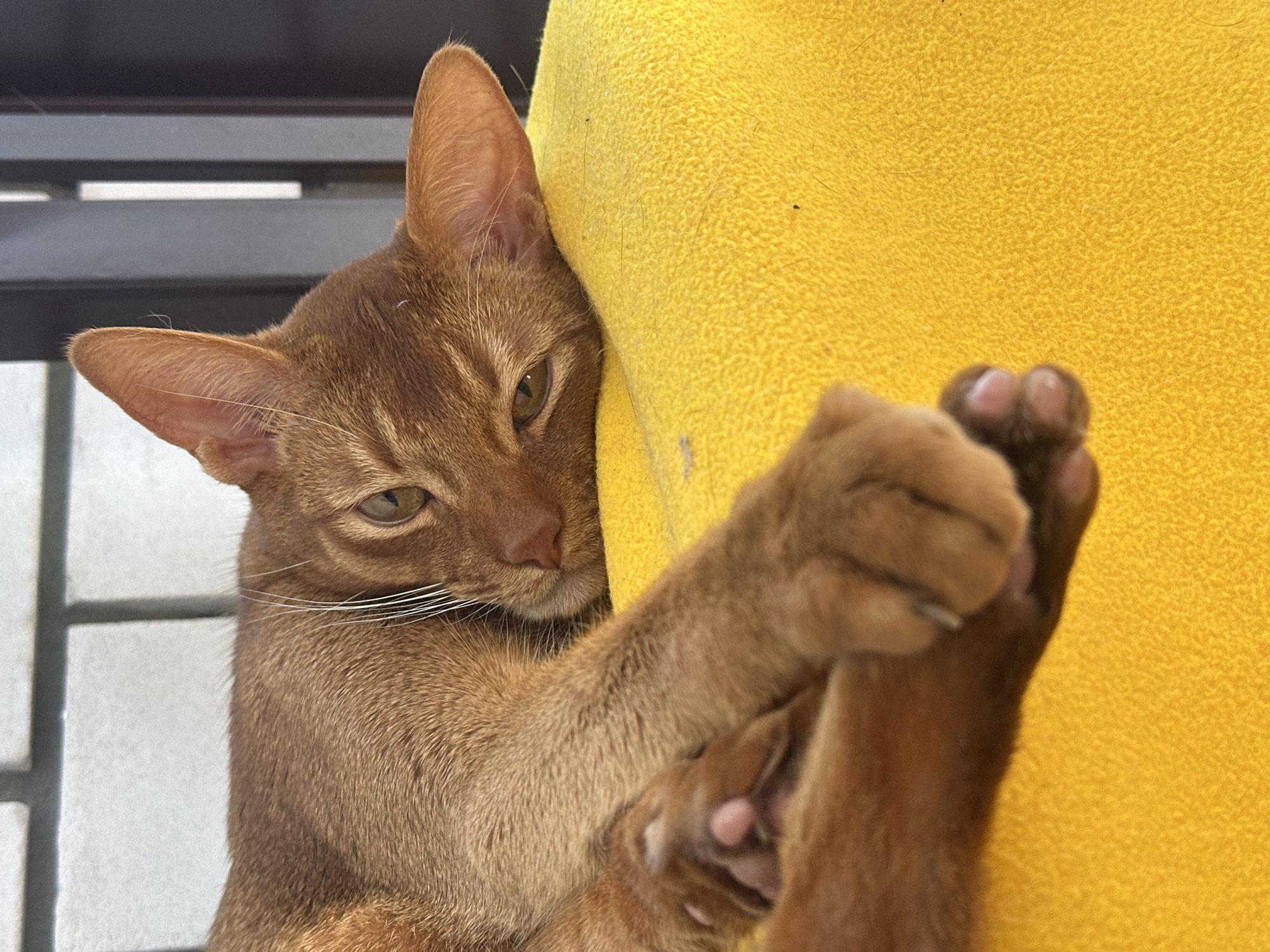 An Abyssinian cat is photographed at close range. The cat is reddish-brown and leans its head against a yellow fabric surface. Its paws are crossed, showing its toes and claws. A metallic structure is visible behind the cat. The location is Kazan, Russia.