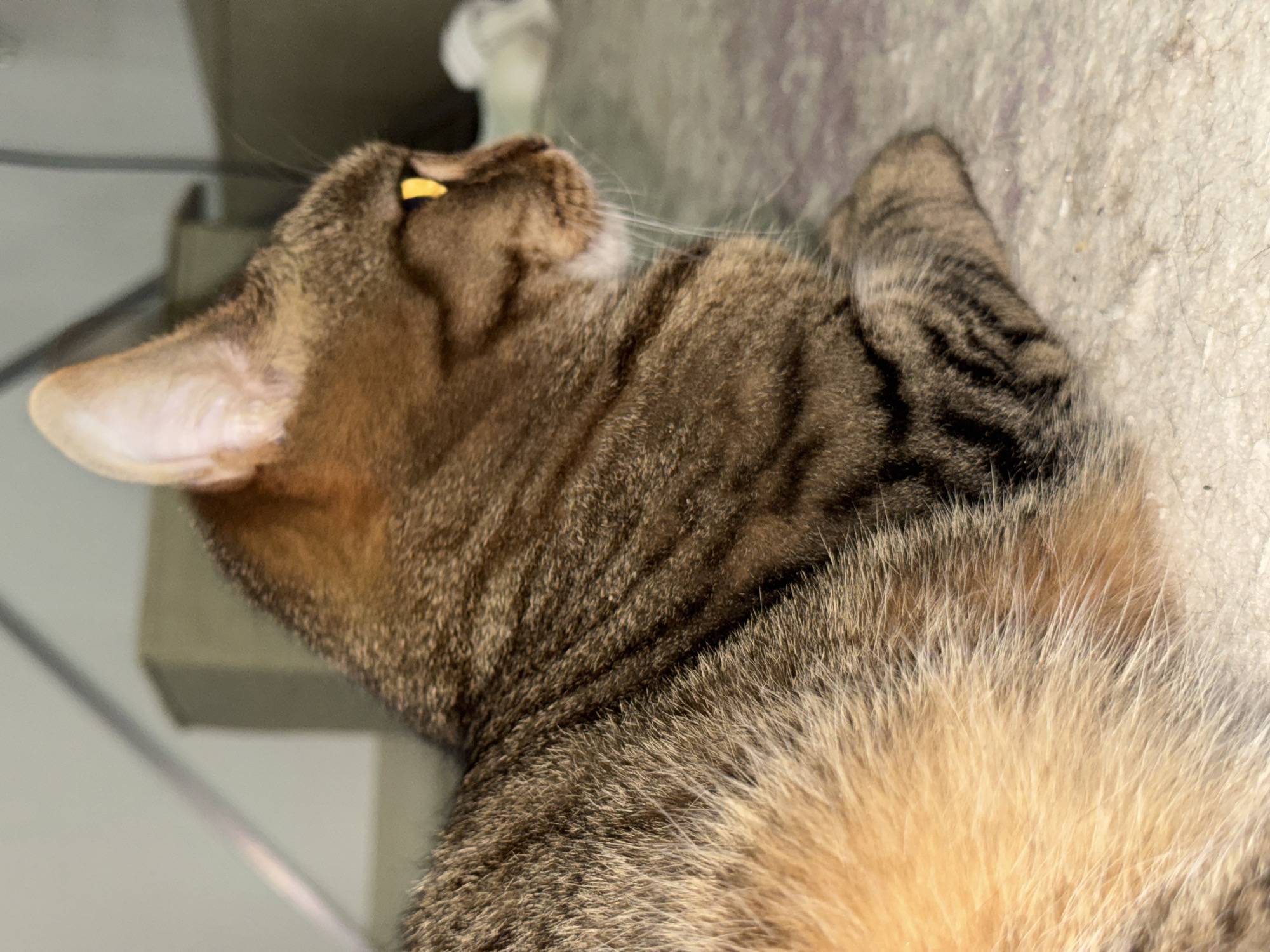 A close-up shot of a tabby cat lying on a rough surface, possibly concrete. The cat's head is tilted upwards and to the left, showing its ear and part of its face. The cat has brown and black stripes with some lighter fur near its chest. The cat has yellow eyes. The background is blurred, with hints of a wall and possibly some pipes or wires. There is no information in the picture to suggest that this photo was taken in Chaikovsky, Russia.