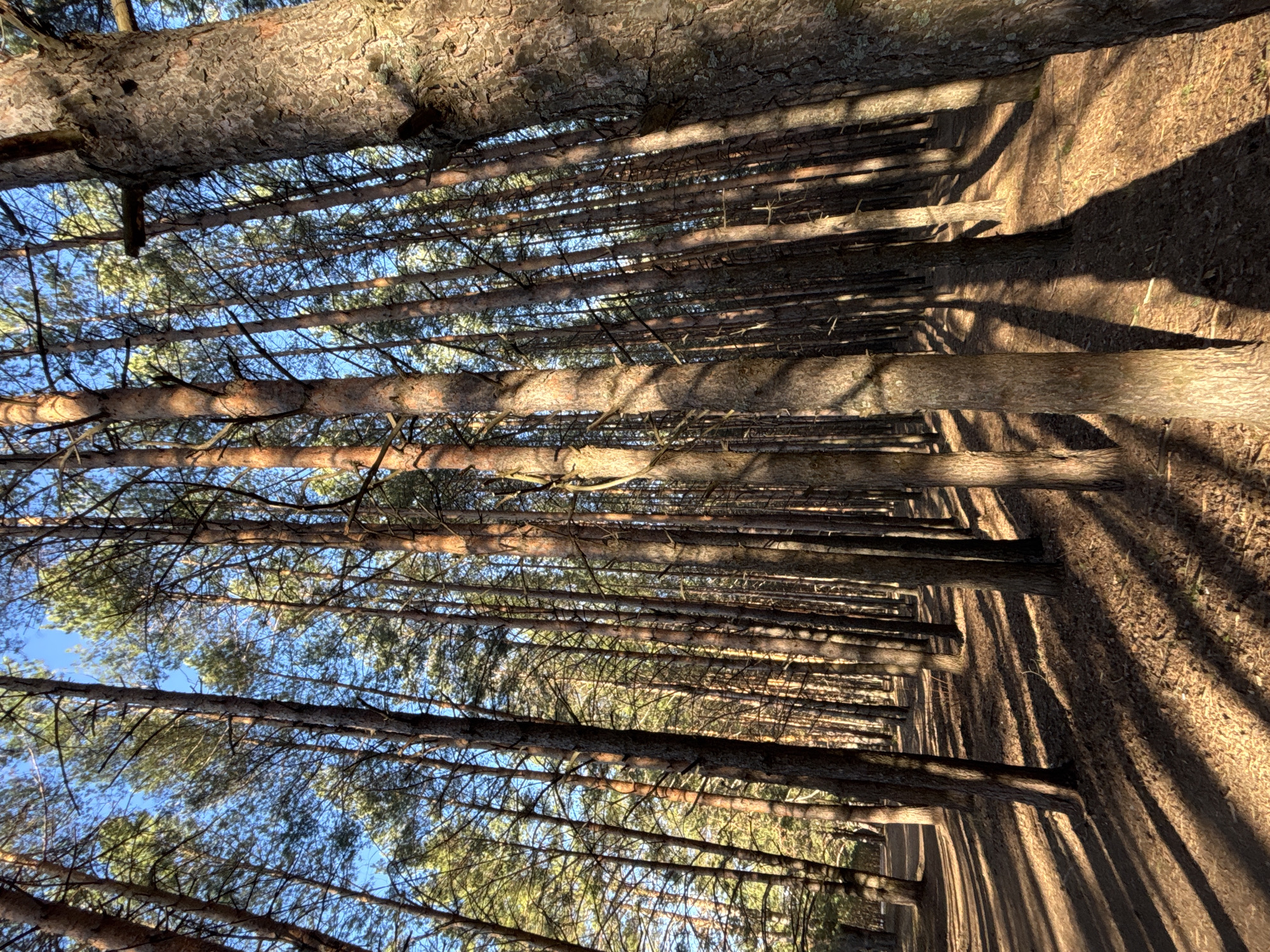 The image captures a serene view within a dense pine forest, likely a plantation, where numerous tall and slender pine trees stand upright. The sunlight, indicating either early morning or late afternoon, streams through the canopy, casting long, sharp shadows across the forest floor. These shadows create a repeating linear pattern of light and dark against the brown, needle-covered ground. The rough, textured bark of the tree trunks is illuminated with a warm, golden light. Through the upper branches and needle-covered canopy, patches of clear, bright blue sky are visible. No people, animals, or artificial structures are present, lending a tranquil and untouched atmosphere to the scene. The weather appears sunny and clear. This forest environment is consistent with locations such as Chaikovsky, Russia. No visible text is present in the image.