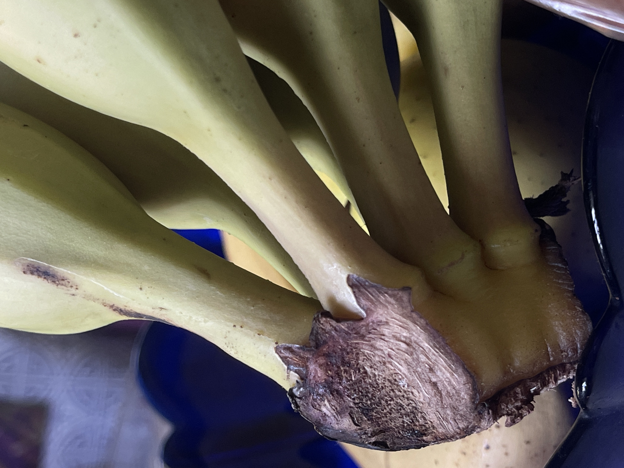 A close-up, low-angle shot shows the stems of a bunch of green plantains. The stems are thick and smooth, with a slight curve. The plantains are a pale green color, and a few small brown spots are visible on the skin. The stems converge at a dark, bruised, and somewhat dry tip, which is resting on a dark blue surface. The background is blurred, but appears to be a domestic setting. There are no people in the image, and no specific location is depicted beyond the immediate scene.