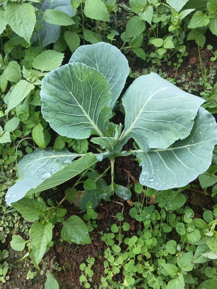 A young cabbage plant dominates the image center, displaying large, textured green leaves with prominent veins. Water droplets glisten on some leaves. A variety of smaller green plants surround the cabbage, filling the frame with diverse textures. The ground is visible between the plants, appearing dark brown and earthy. The scene is lush and vibrant.