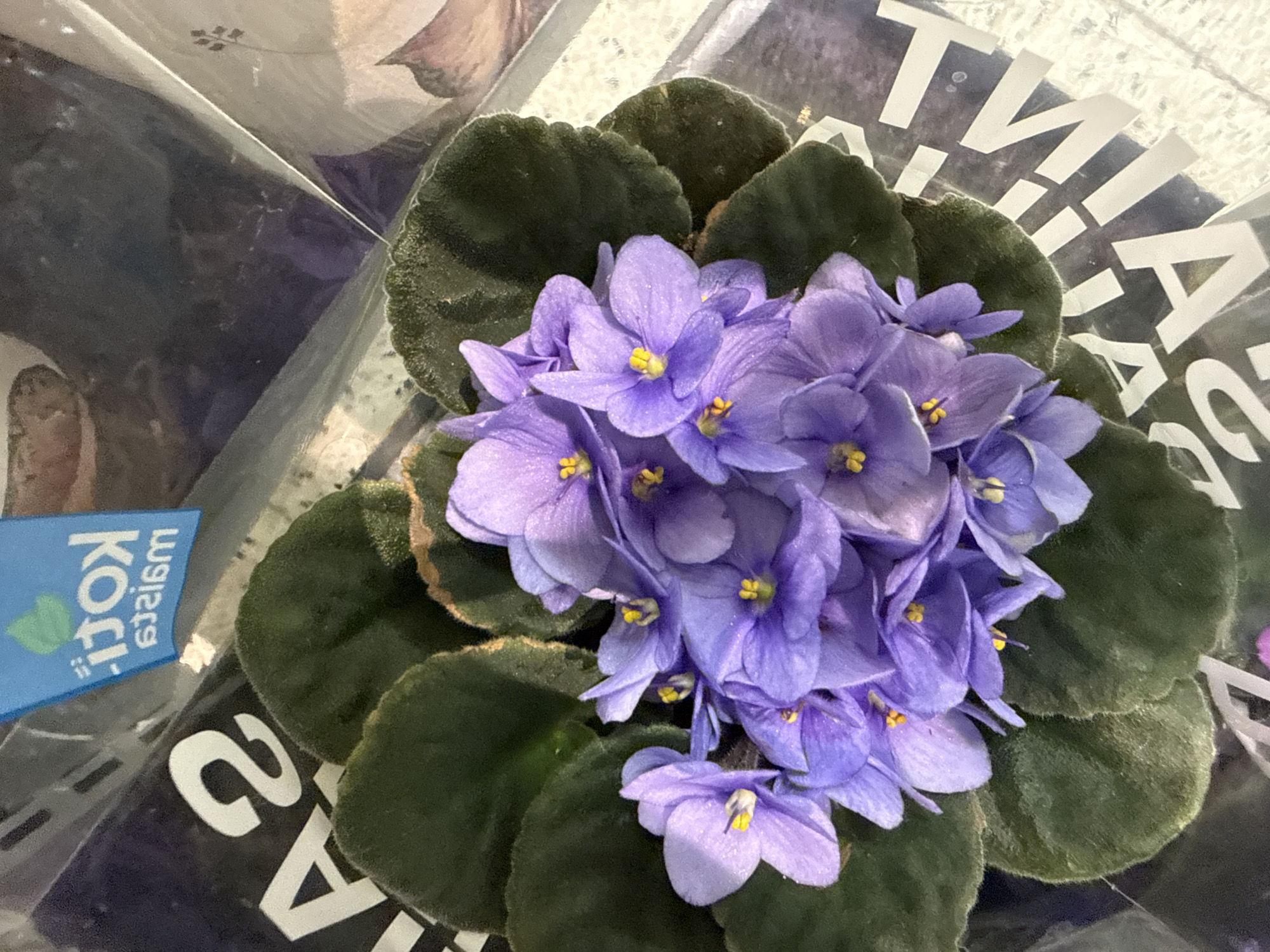 This is a close-up, overhead shot of a potted African violet plant with numerous deep purple flowers in bloom and dark green, fuzzy leaves. The plant is partially covered by a clear plastic wrapper, which reflects light and obscures parts of the background. In the upper left corner, a blue tag with white text is visible, appearing to be a plant label. The background is blurred and shows abstract patterns and text on what seems to be packaging material. The setting is indoors, possibly a retail environment such as a garden center or a flower shop in Tallinn, Estonia. No people are visible in the frame.