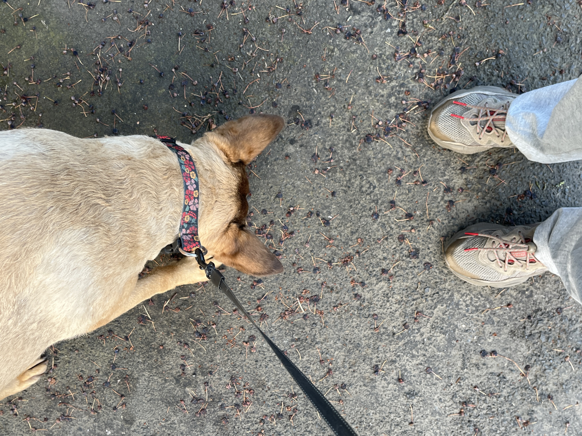 A top-down view captures a light-colored dog on a leash, its head lowered to the ground. The dog wears a collar adorned with a floral pattern. In the foreground, a person's feet are visible, clad in grey sweatpants and athletic shoes with red laces. The ground is paved with asphalt and littered with fallen seeds and twigs. The scene is set on a street in Saint-Vith, Belgium.
