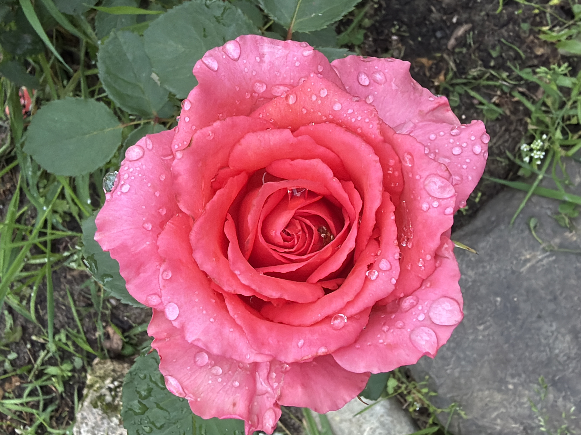 A close-up, overhead shot of a single, bright pink rose in bloom, covered in numerous water droplets, sits in a garden. The rose is the central focus, its petals layered and unfurling to reveal a tightly packed center. Green leaves surround the rose. The ground beneath is a mix of dark soil, green grass, and a few scattered rocks. The lighting suggests an overcast day or a shaded area. The image appears to have been taken in the city of Pokrov, Russia, given the context provided.