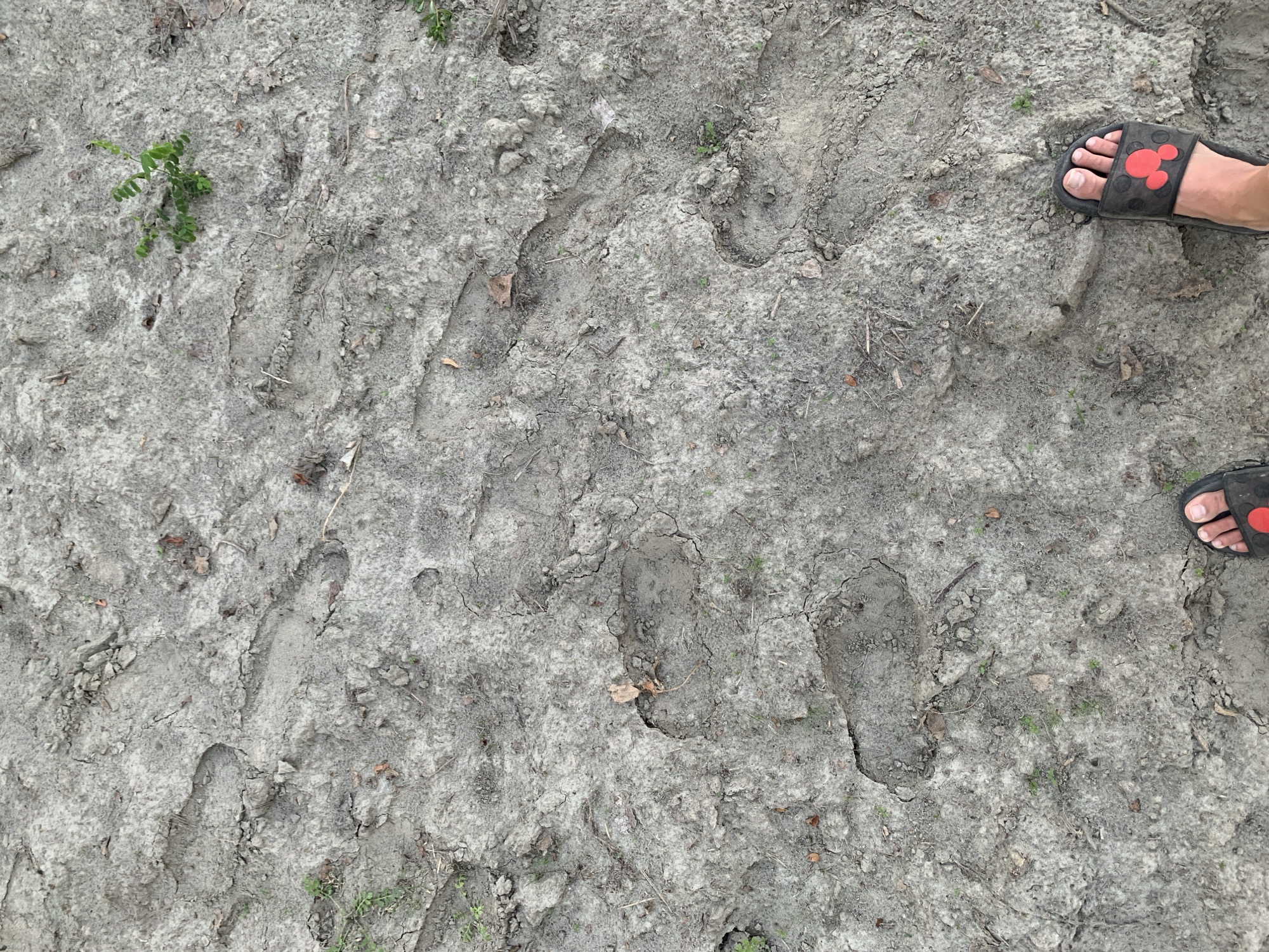 The image captures a close-up, top-down view of a muddy, cracked ground surface, potentially a path or unpaved area in Ariano, Italy. Several large, distinct tire tracks are visible, indicating recent vehicular passage. Imprinted within the mud are multiple footprints, some deep and clear, others more faded. One footprint, in particular, shows the distinct outline of a shoe sole with a pattern. In the lower right quadrant of the image, a bare foot wearing a dark slide sandal with red Mickey Mouse icons is visible, suggesting the presence of a person on the scene. The ground is interspersed with sparse green vegetation and scattered dry leaves, contributing to a natural, outdoor environment. The lighting suggests it is daytime.