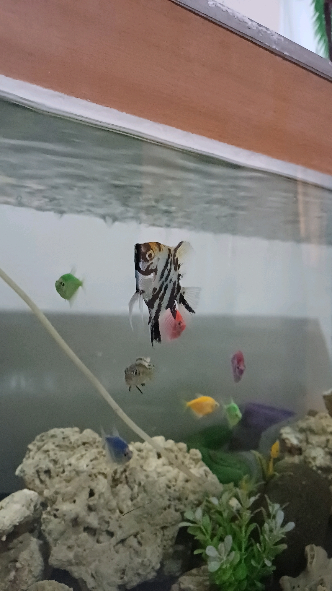 This image depicts an aquarium populated by several small fish. In the foreground, large, light-colored rocks form the base of the aquatic environment, with some artificial green plants visible towards the bottom right. A thin, white string or tube runs diagonally across the mid-left of the frame.
The fish present include a prominent angelfish with black and white stripes and a reddish-pink underside, positioned in the upper-middle of the tank. To its left and slightly lower, a small, bright green fish is swimming. Below the angelfish and slightly to the left, a smaller, brownish-gray fish is visible. Further to the right and a bit higher than the angelfish, a small, pinkish-red fish is present, with another out-of-focus pink fish above and to its right. In the lower-middle of the frame, a small blue fish is swimming near the rocks. A bright yellow fish is visible in the mid-right, and another yellow fish is near the bottom right. A dark purple object is partially visible in the background. The water in the tank appears somewhat murky, with ripples visible on the surface.
The top of the image shows the wooden frame of the aquarium lid, with a white trim along the edge. The background is out of focus and appears to be an indoor setting.
The provided context about the location being Gunung Putri, Indonesia, is an external piece of information not derivable from the image itself.