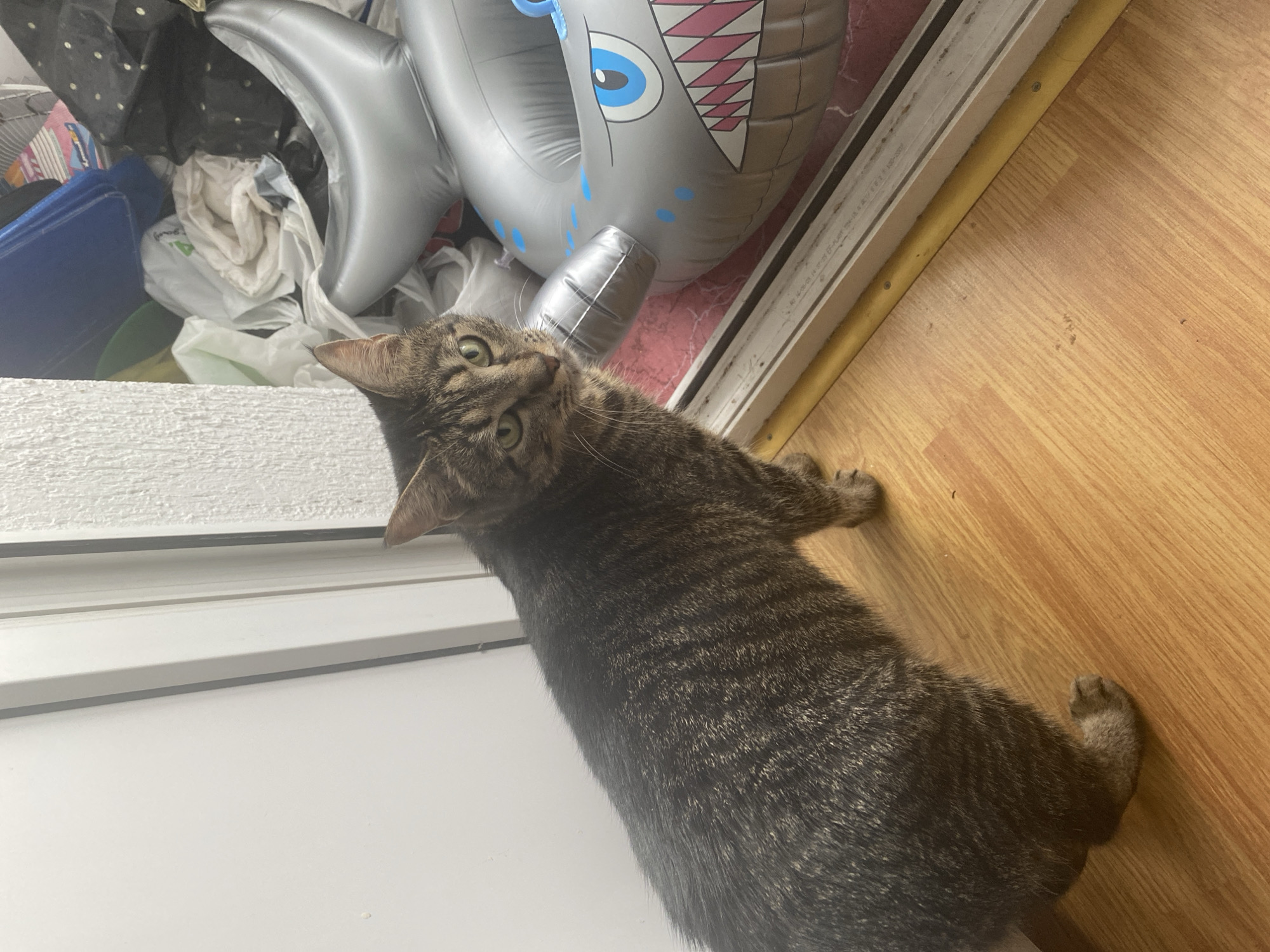 A tabby cat with green eyes looks at the camera while standing on a wooden floor next to a doorway. Behind the cat, there is a pile of trash and an inflatable shark. The scene is indoors in a cluttered room.