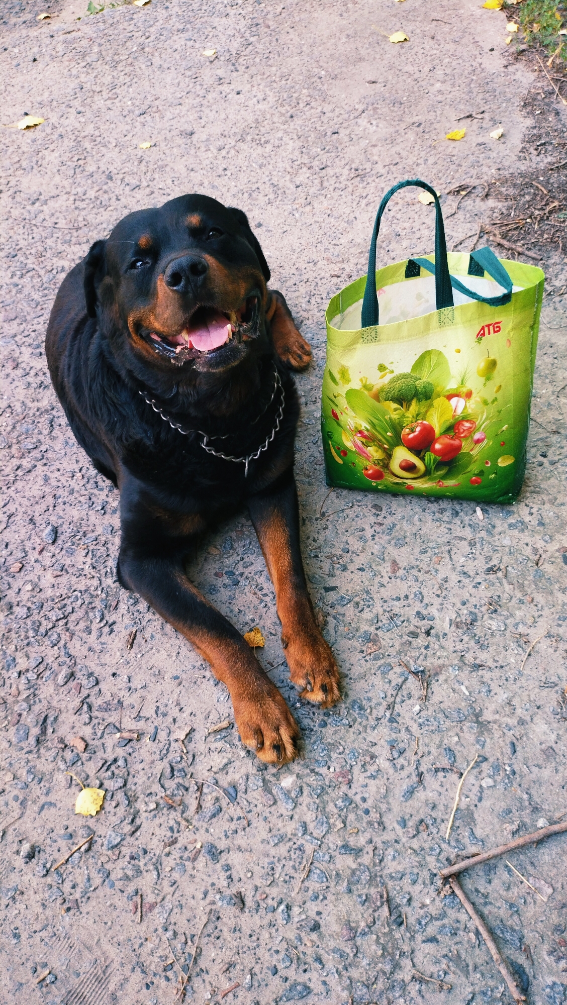 A Rottweiler dog is lying on a gravelly surface next to a reusable grocery bag. The dog is black and tan with a silver chain around its neck. Its mouth is open and its tongue is visible. The grocery bag is green and decorated with images of vegetables. The surface appears to be an outdoor path. The scene is set in Horishni Plavni, Ukraine.
