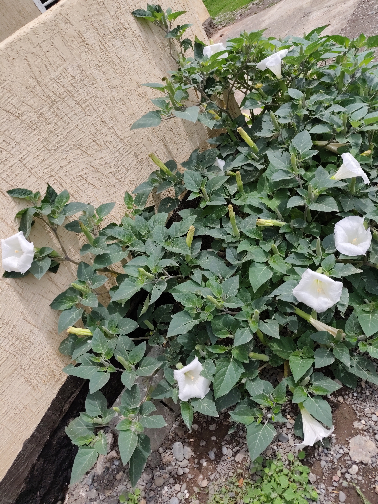 In Ylay-Talaa, Kyrgyzstan, a cluster of Datura stramonium plants with numerous white, trumpet-shaped flowers and green leaves grows against a textured beige wall. Some flowers are fully open, while others are buds or have wilted. The plants are situated on a gravelly surface with some scattered stones and small green weeds. The wall appears to be part of a building, with a dark, damp foundation visible at its base. The scene suggests an outdoor environment, possibly a garden or the side of a building in a residential or public area.
