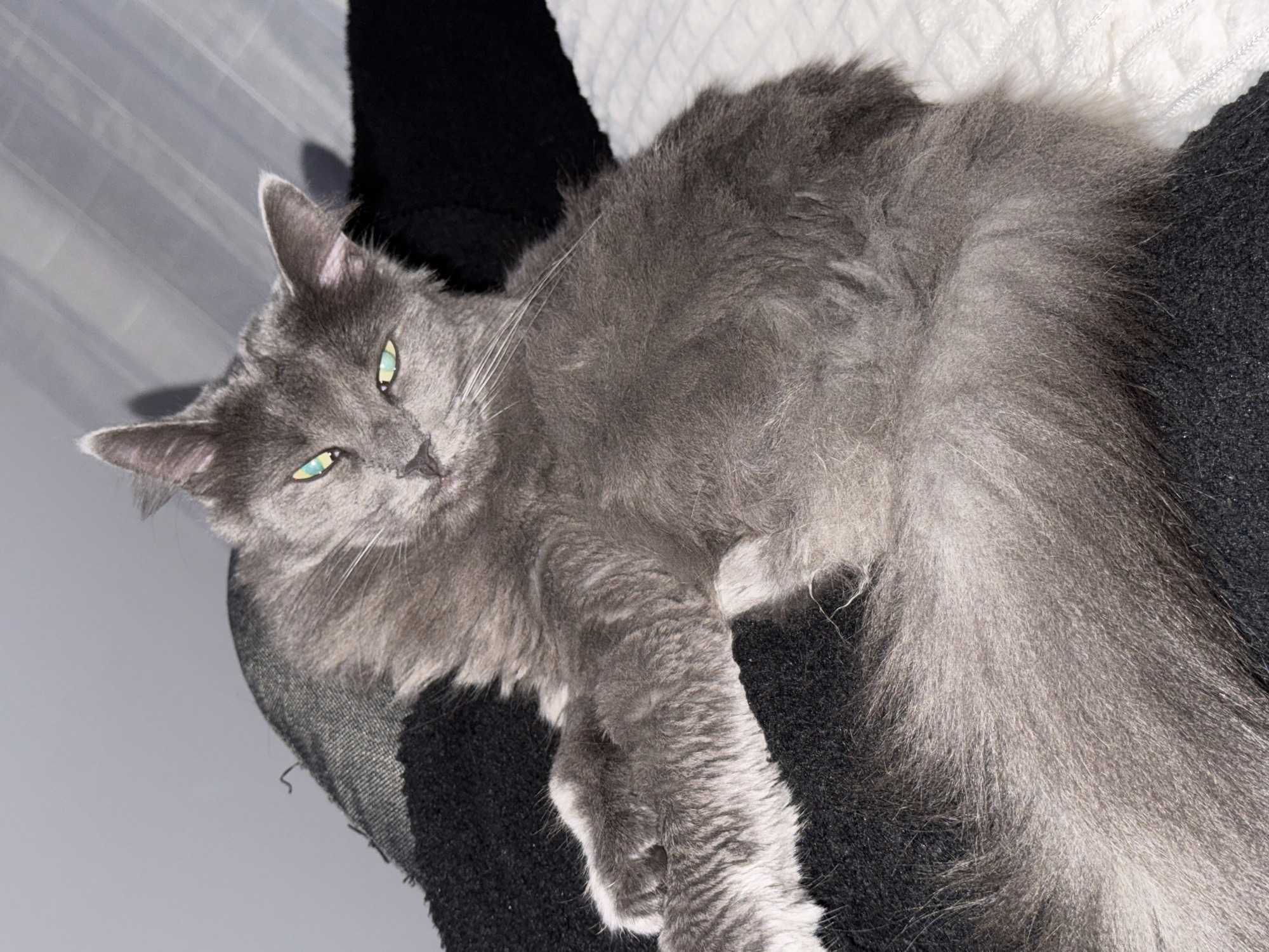 A long-haired grey cat with green eyes rests on a black surface, likely a cat tree or similar structure, possibly indoors. The cat's body is mostly visible, stretched out on the black surface. A white object, possibly a pillow or blanket, is visible in the background. The location is not discernible from the image. The image does not contain information related to Varna, Bulgaria.